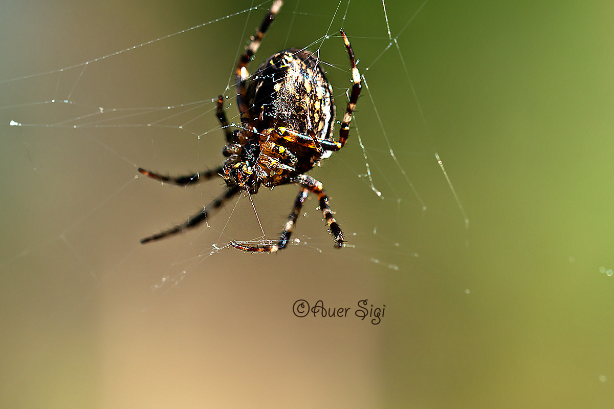 Sigma 105mm F2.8 EX DG OS HSM sample photo. Spider photography