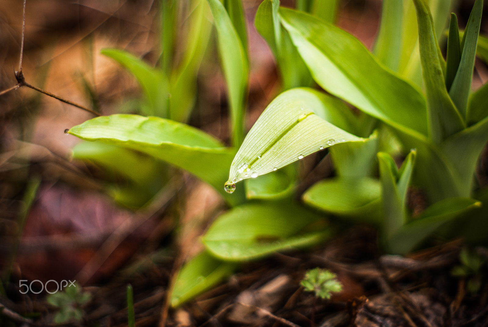 Pentax K10D + A Series Lens sample photo. Drop photography