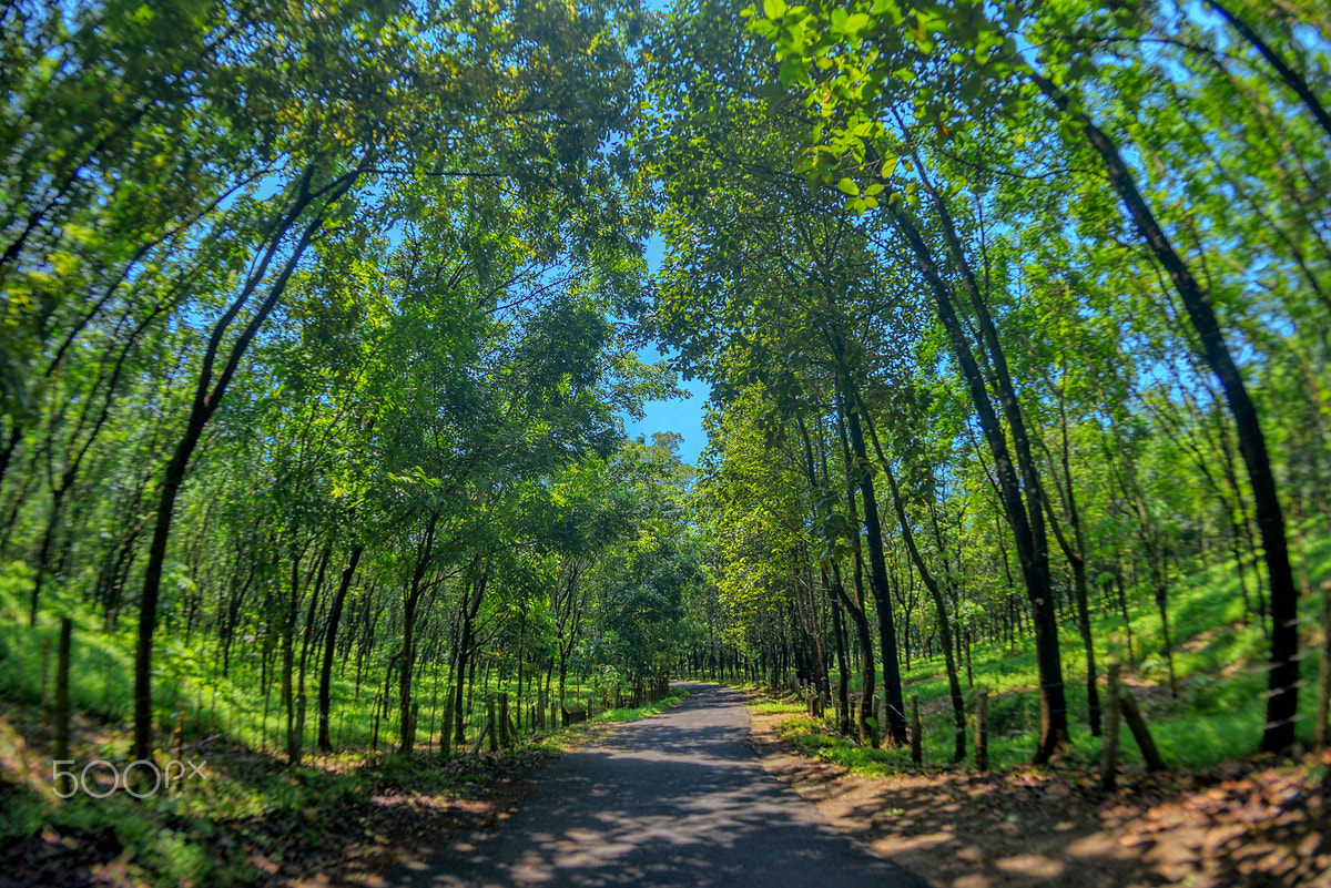 Nikon D800E + Nikon AF Fisheye-Nikkor 16mm F2.8D sample photo. Driving in god's own country - kerala, india photography