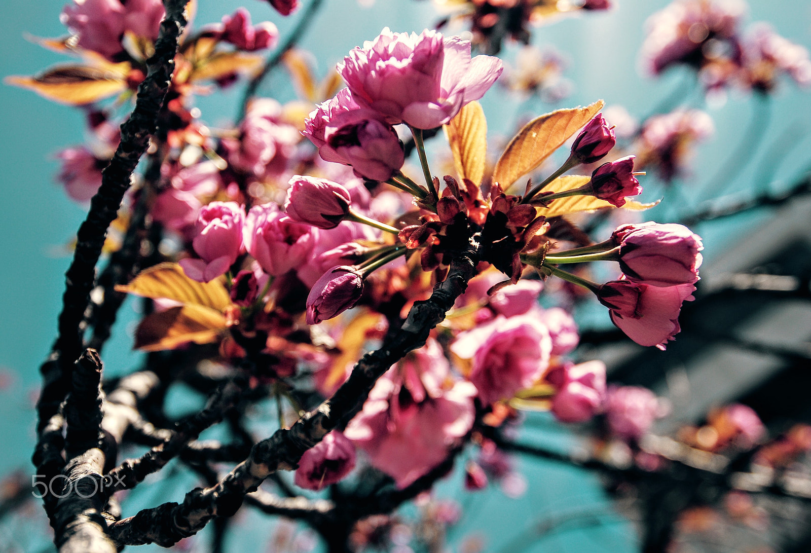 Nikon AF-S Nikkor 18-35mm F3.5-4.5G ED sample photo. Flower power photography