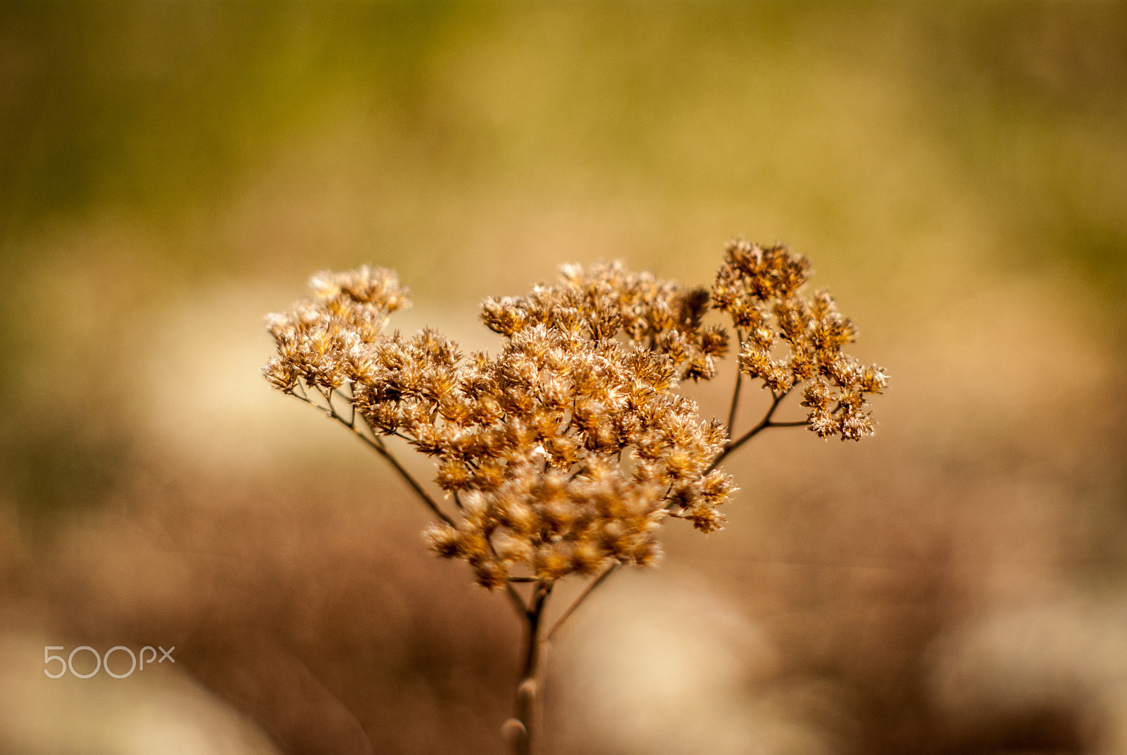 Pentax K10D + A Series Lens sample photo. Drought photography