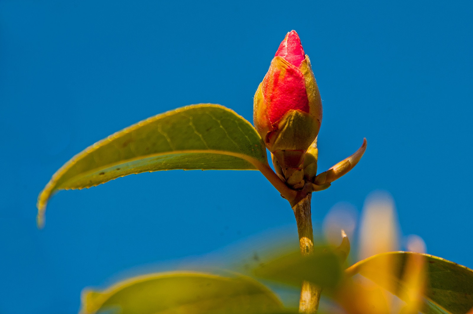 Nikon D3 sample photo. Spring is in the air... photography