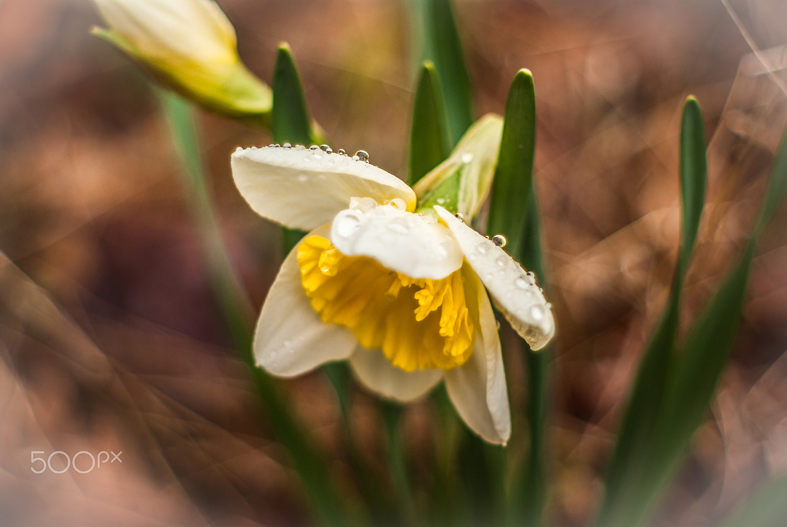 Pentax K10D + A Series Lens sample photo. Morning daffodil photography