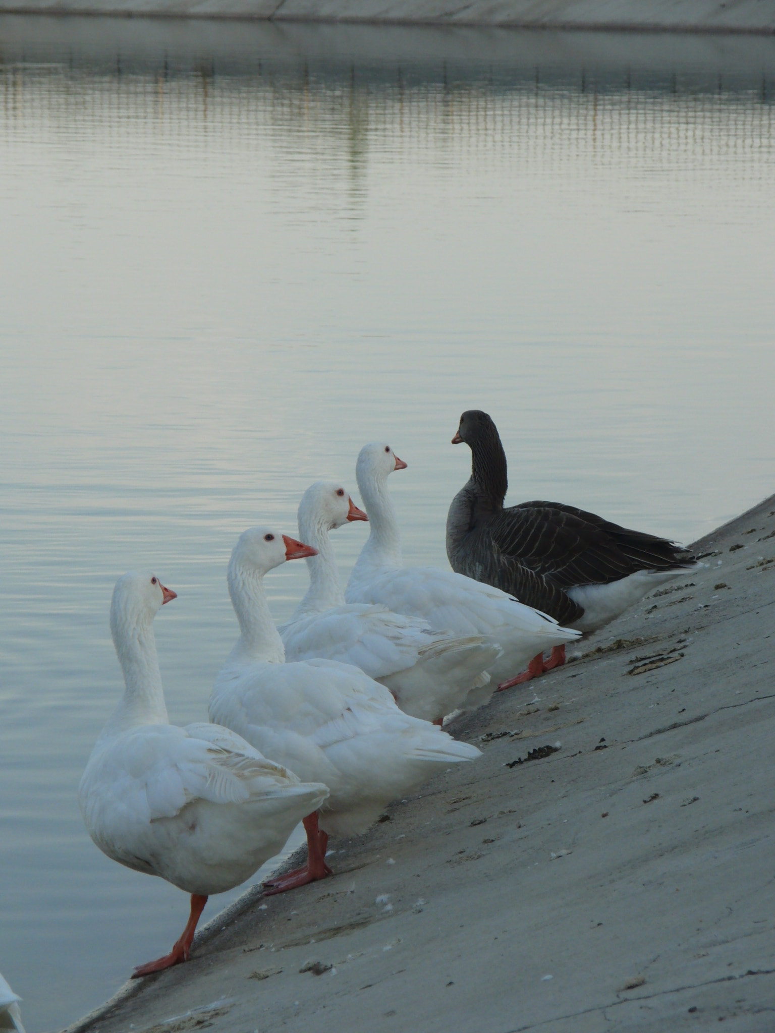 CASIO EX-FH25 sample photo. Sociedad photography