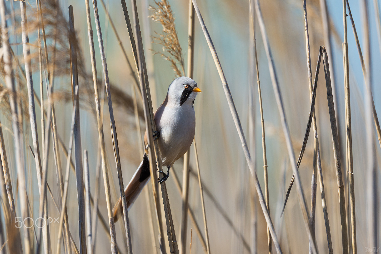 Sigma 150-600mm F5-6.3 DG OS HSM | S sample photo. Panurus biarmicus photography