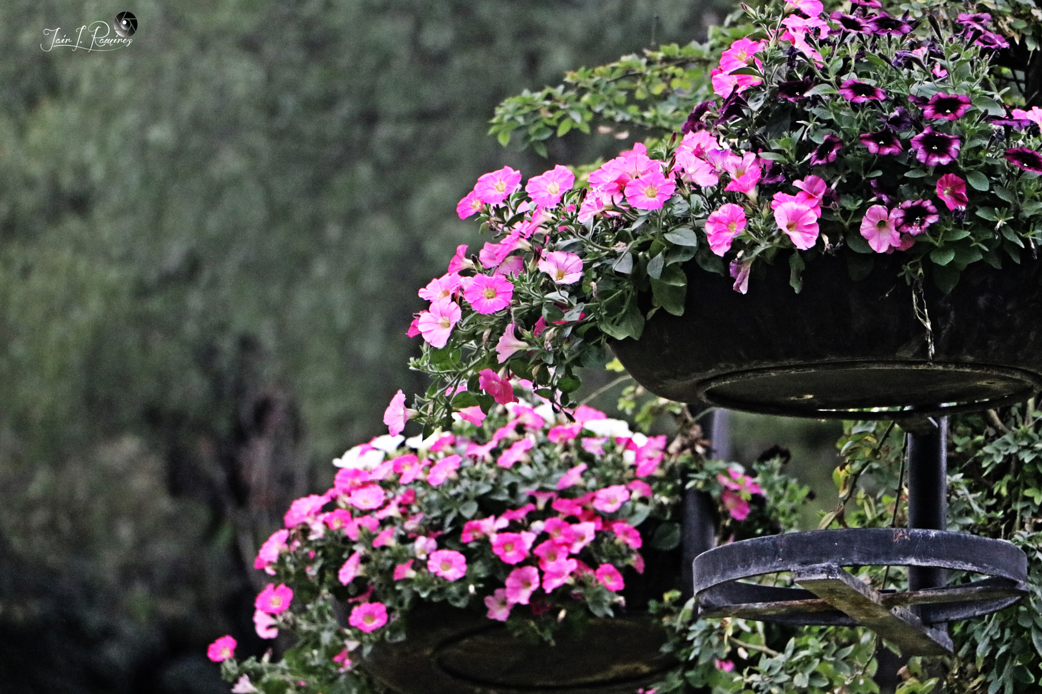 Canon EF-S 18-135mm F3.5-5.6 IS STM sample photo. Rosas photography