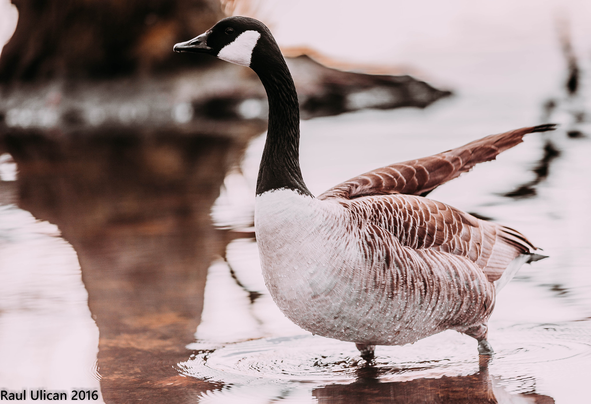 Canon EF 200mm F2.8L II USM sample photo. Duck photography