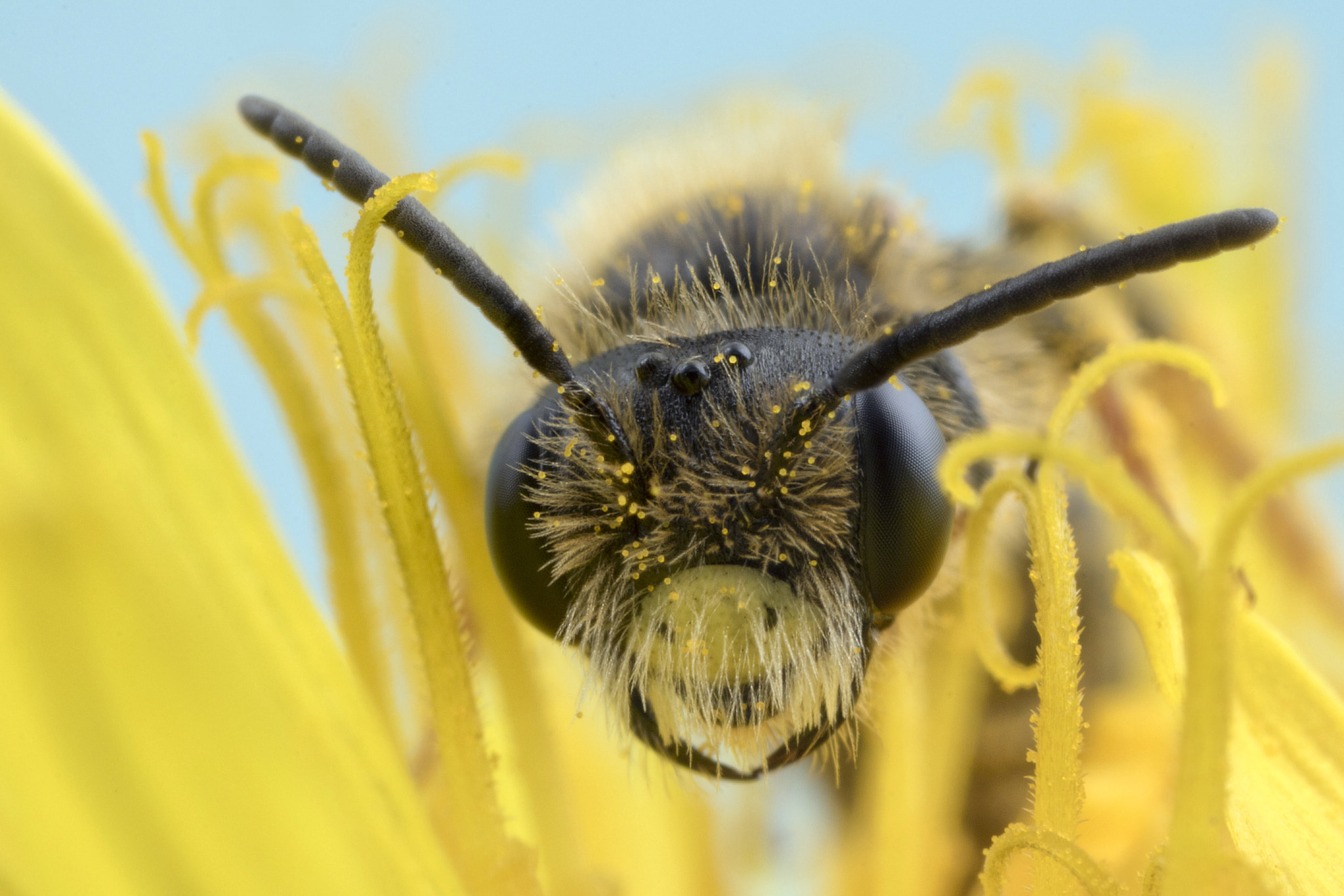 Canon EOS 760D (EOS Rebel T6s / EOS 8000D) + Canon MP-E 65mm F2.5 1-5x Macro Photo sample photo. Bee peers through photography