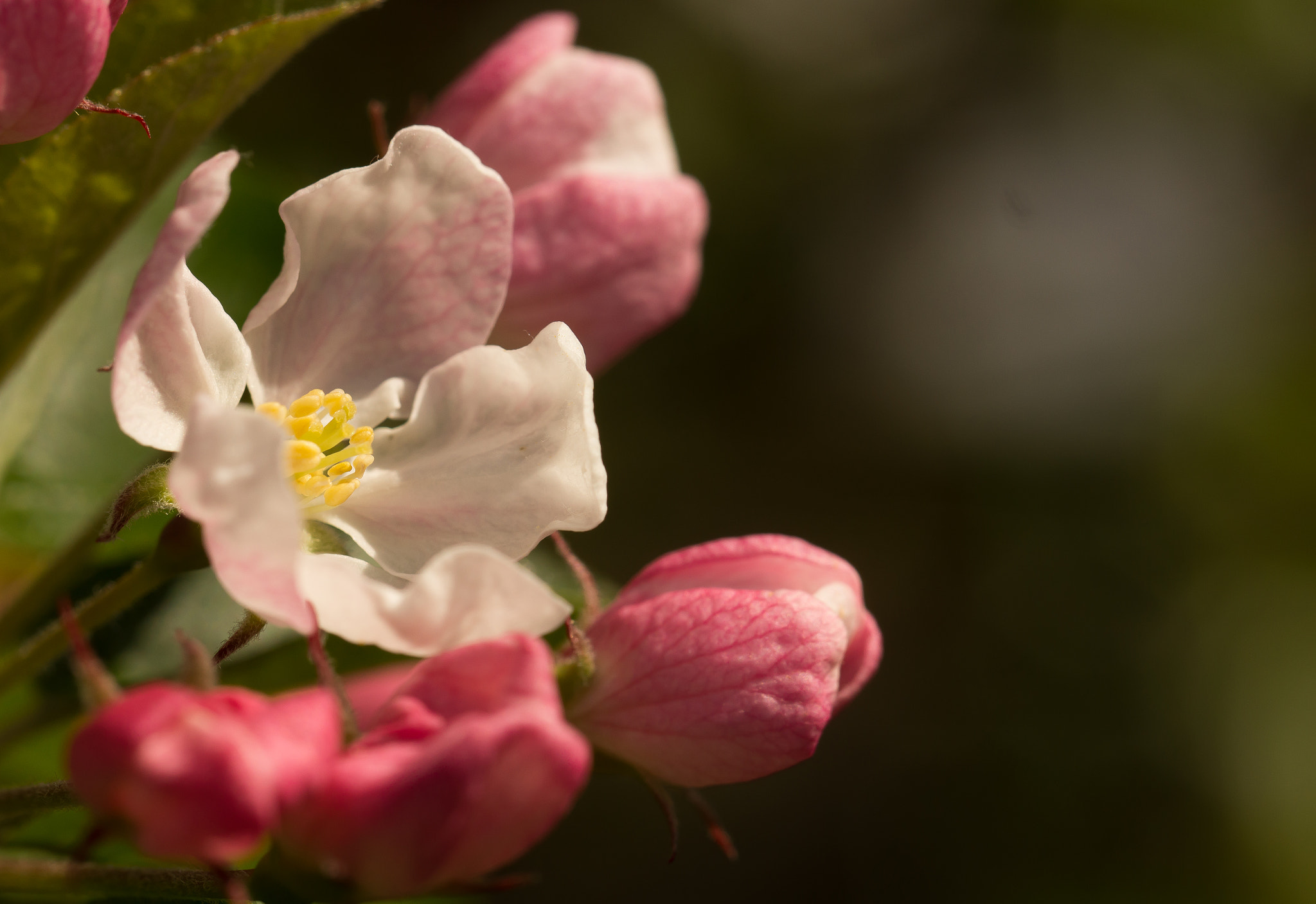Sony SLT-A65 (SLT-A65V) sample photo. Bloesem photography