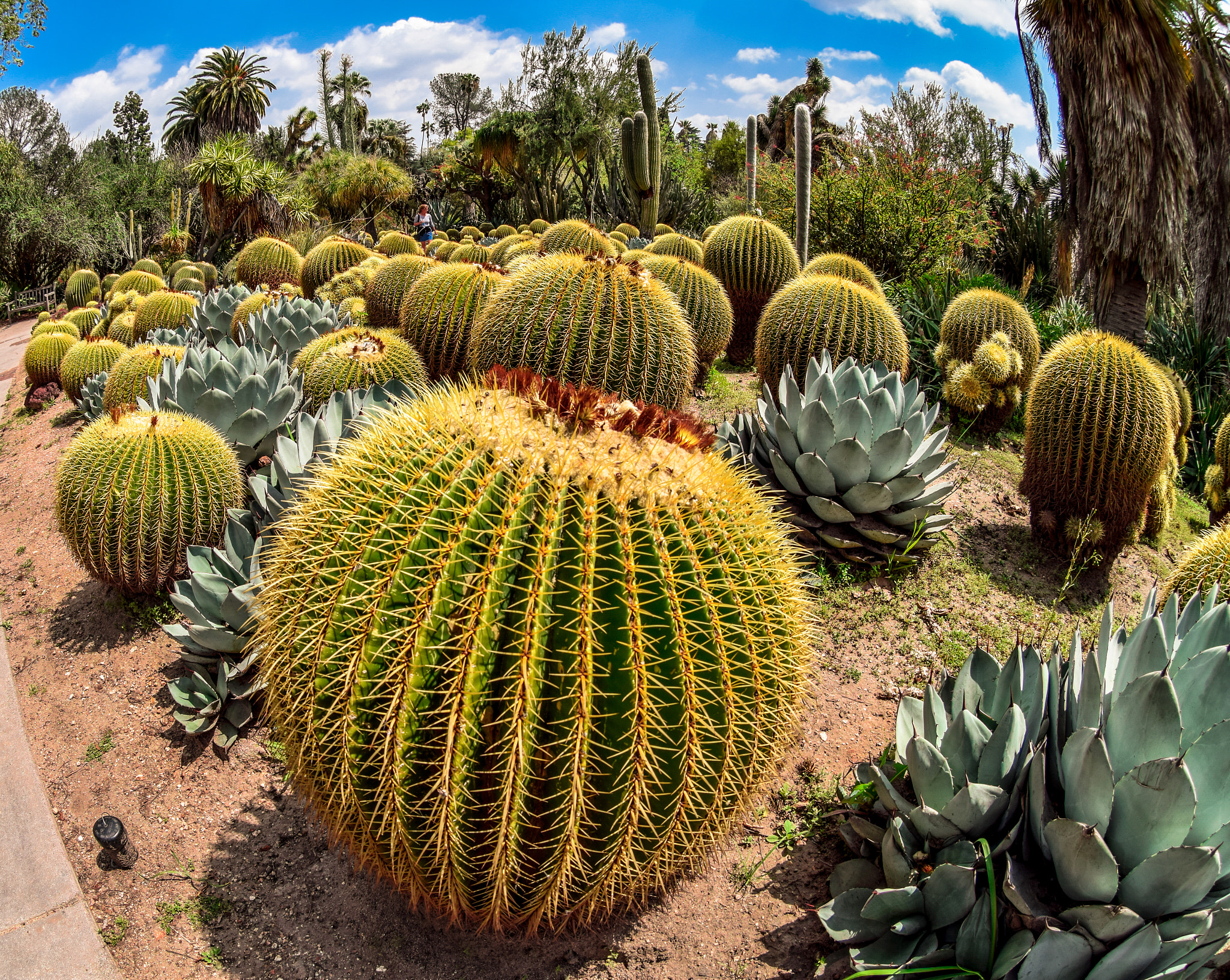Nikon AF DX Fisheye-Nikkor 10.5mm F2.8G ED sample photo. Huntington gardens, ca. photography