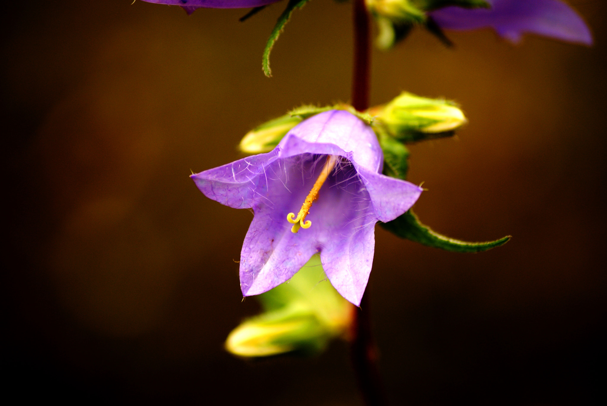 Sony Alpha DSLR-A300 + Sony DT 55-200mm F4-5.6 SAM sample photo. Flower photography