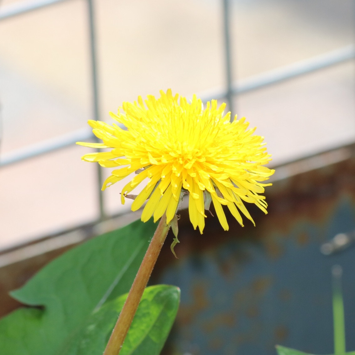 Canon EF 70-300mm F4-5.6 IS USM sample photo