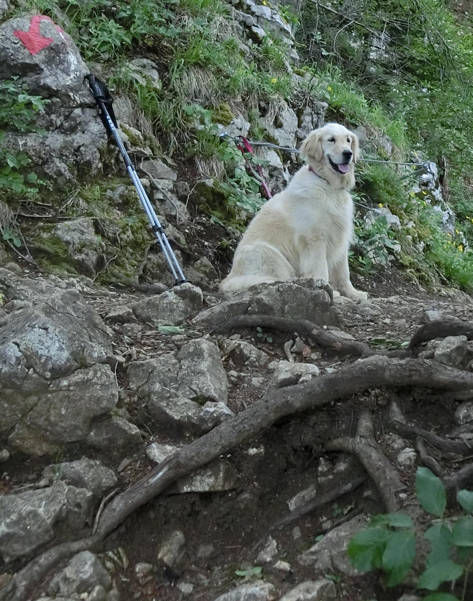 CASIO EX-ZR800 sample photo. Retriever photography