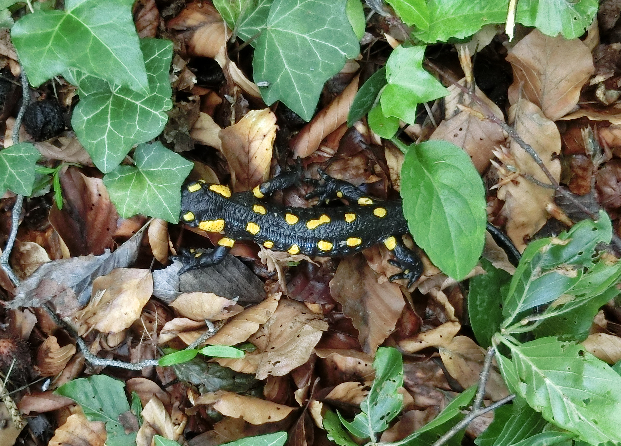 CASIO EX-ZR800 sample photo. Salamander photography