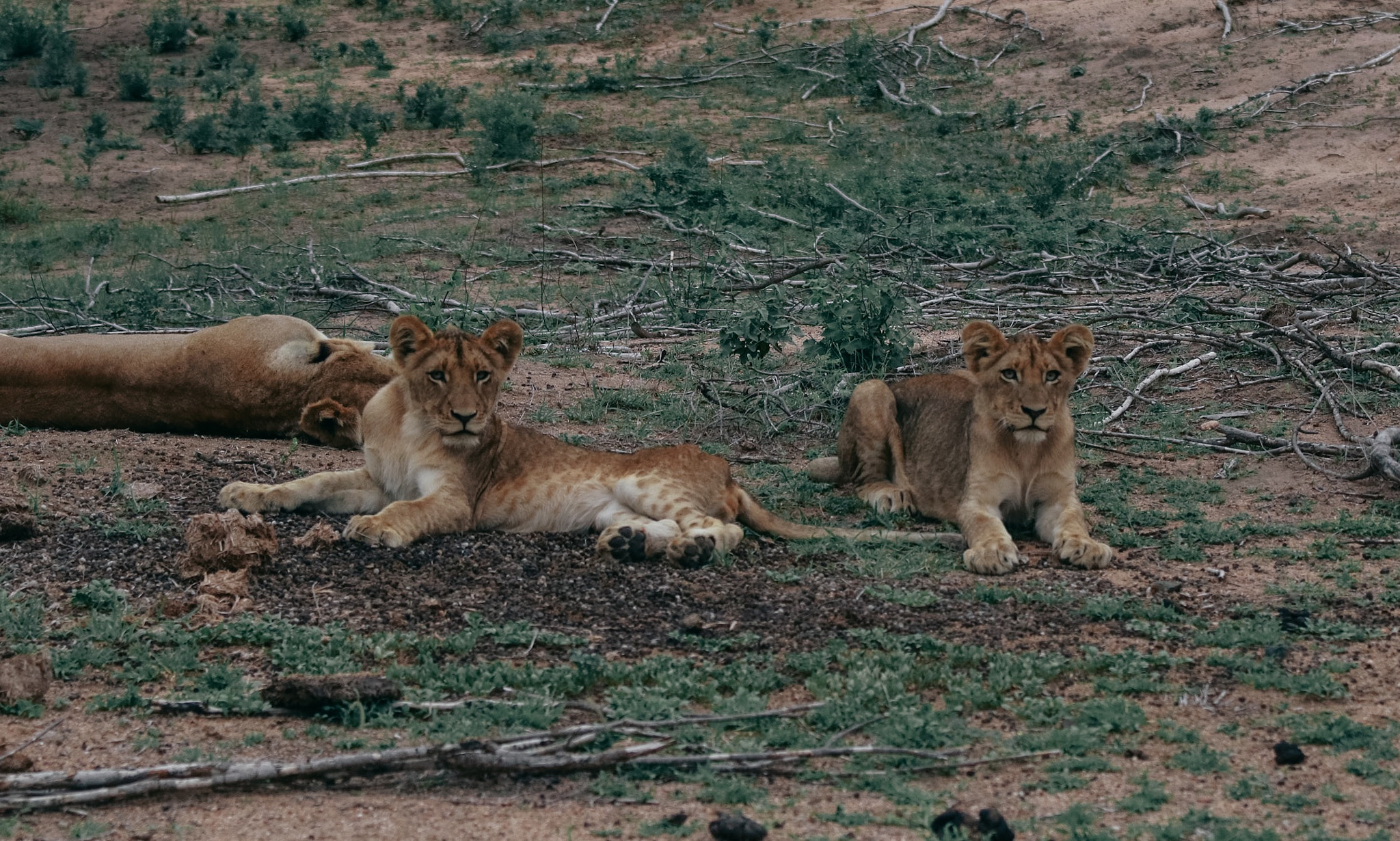 Canon EOS 750D (EOS Rebel T6i / EOS Kiss X8i) + Canon EF 70-200mm F4L IS USM sample photo. Lions  photography
