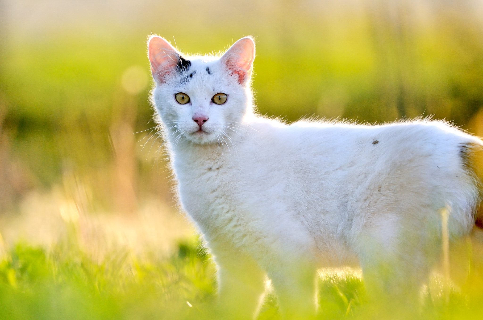 Nikon AF-S Nikkor 200-500mm F5.6E ED VR sample photo. Surprised cat photography