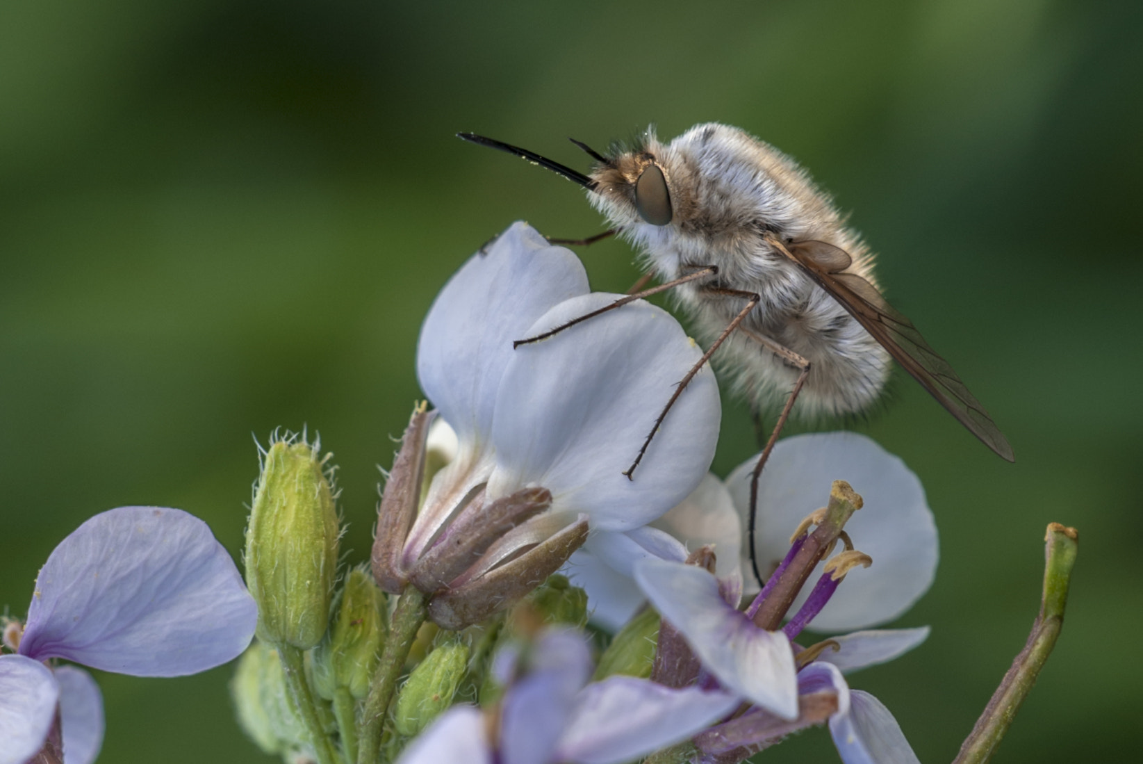 Sigma APO Macro 180mm F3.5 EX DG HSM sample photo. El espadachin photography
