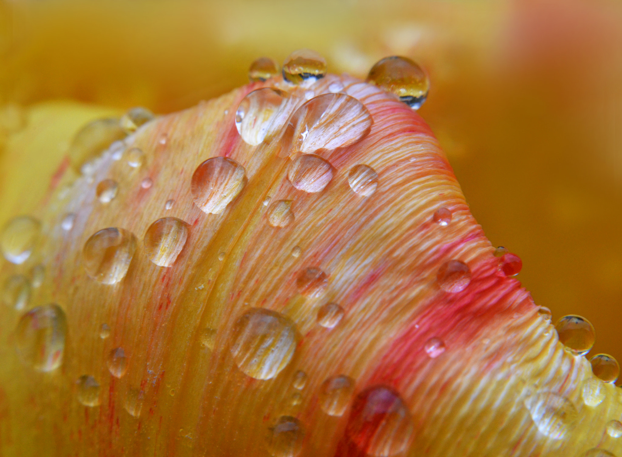 Manual Lens No CPU sample photo. Tulip photography
