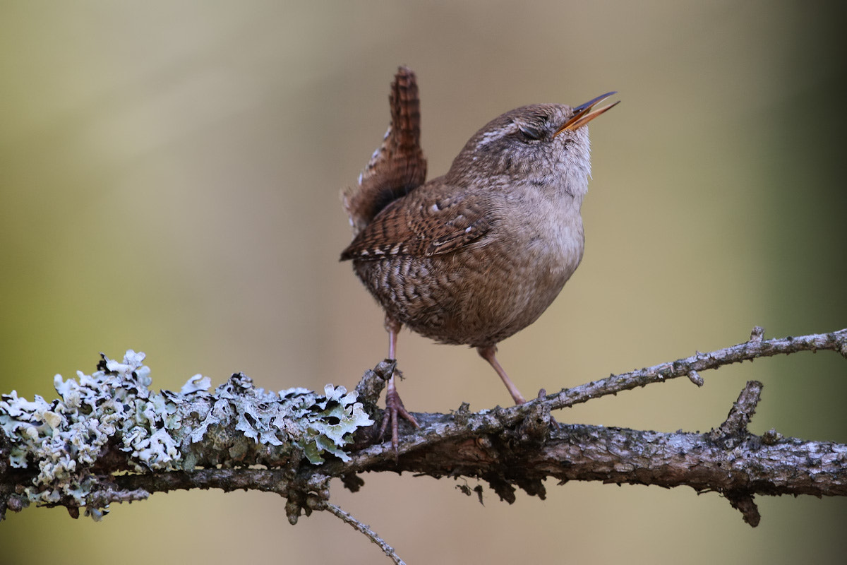Canon EF 300mm F2.8L IS II USM sample photo. Mushroom swamp song photography