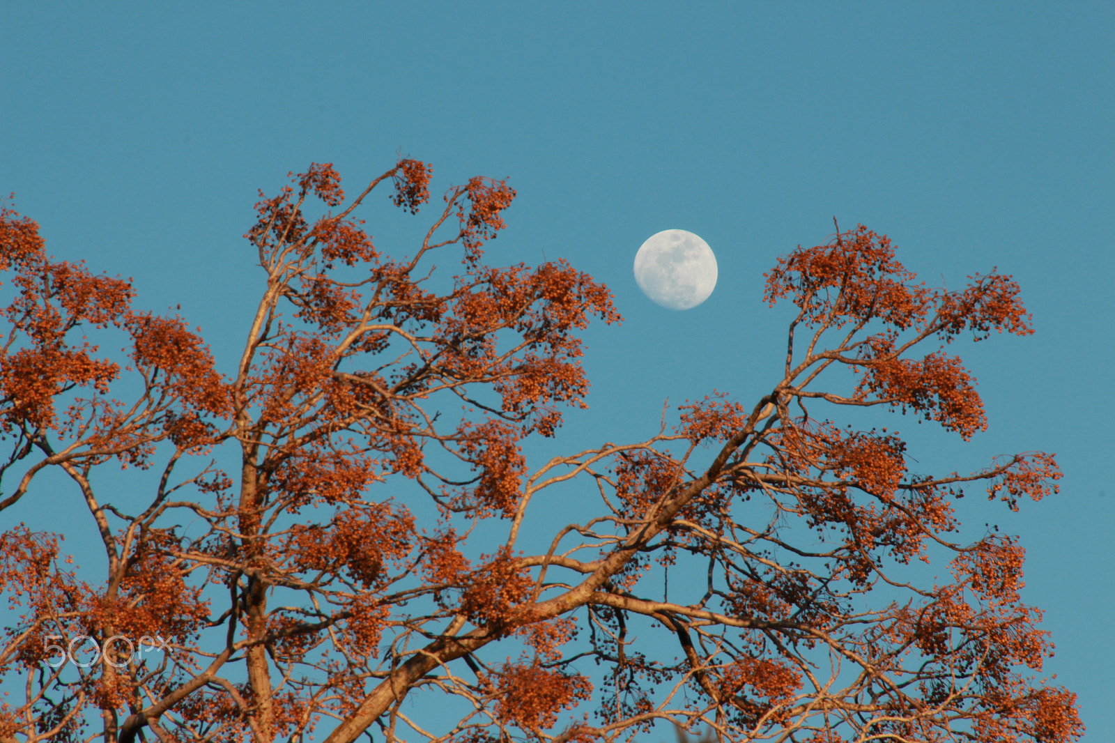 Canon EOS 650D (EOS Rebel T4i / EOS Kiss X6i) sample photo. A rising full-moon photography
