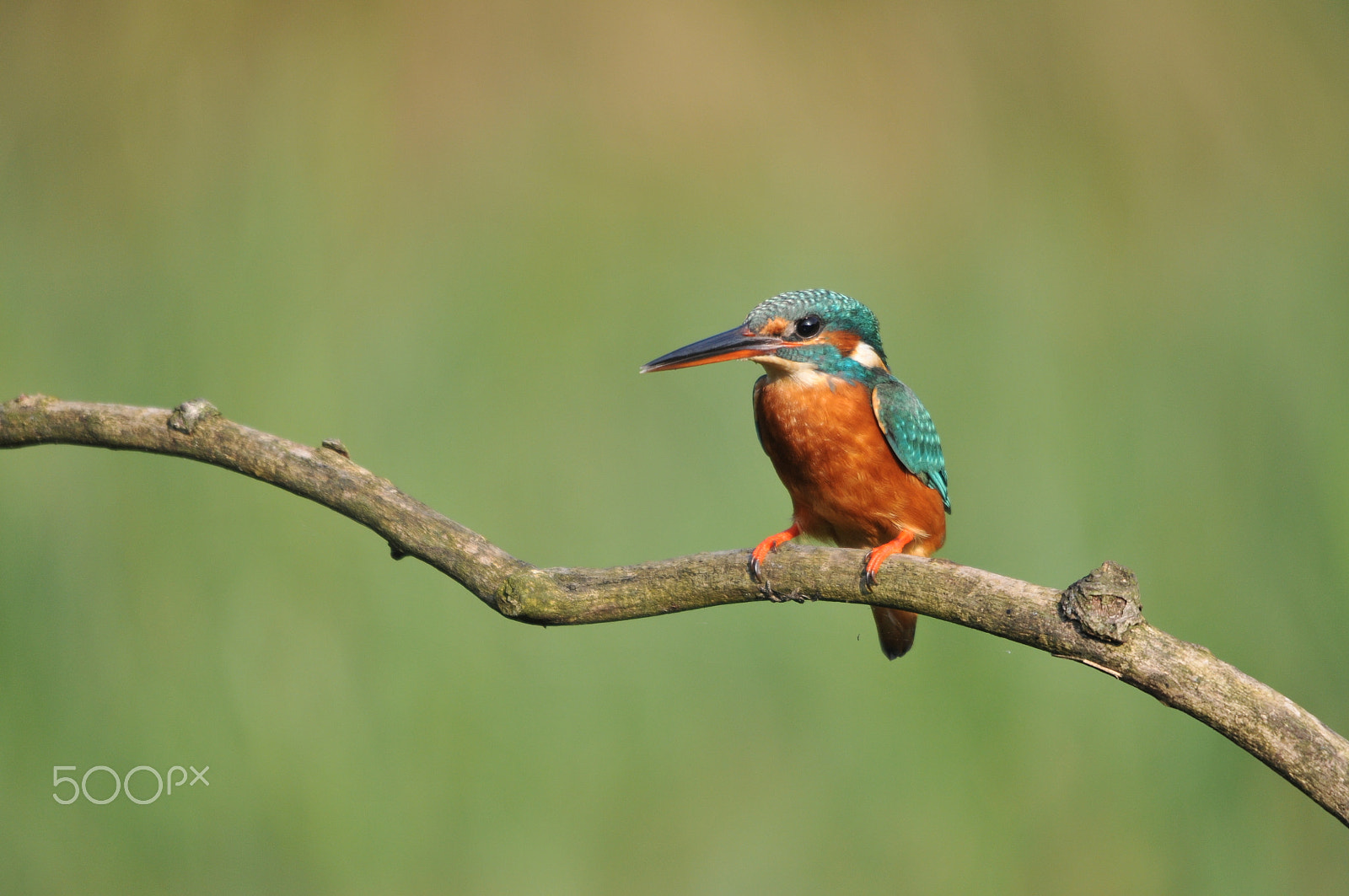 Sigma 120-400mm F4.5-5.6 DG OS HSM sample photo. Martin pescatore photography