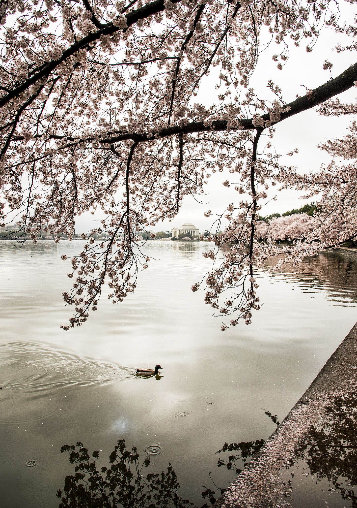 Nikon D4S sample photo. Jefferson memorial & cherry blossoms photography