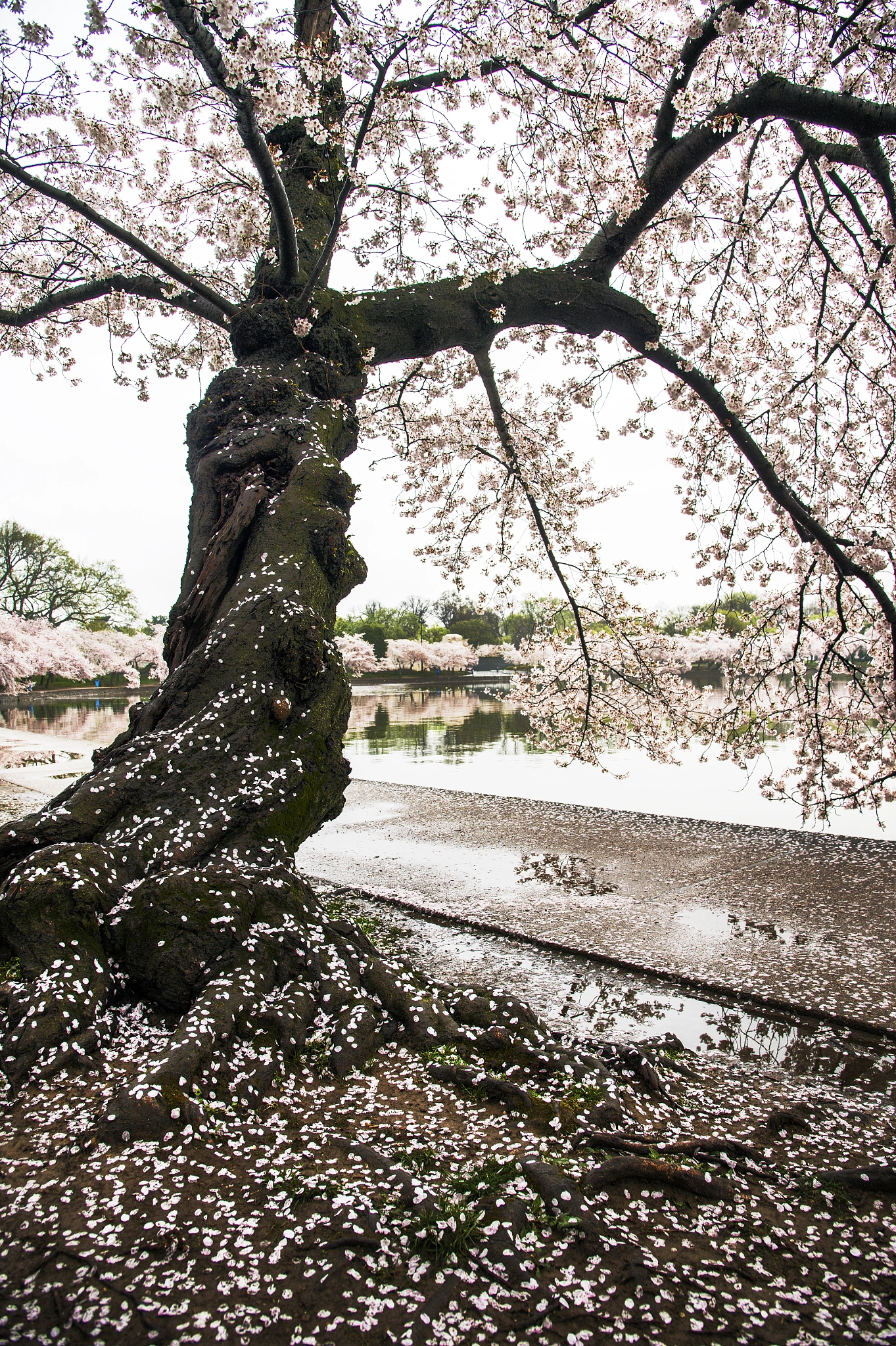 Nikon D4S sample photo. Cherry blossoms photography