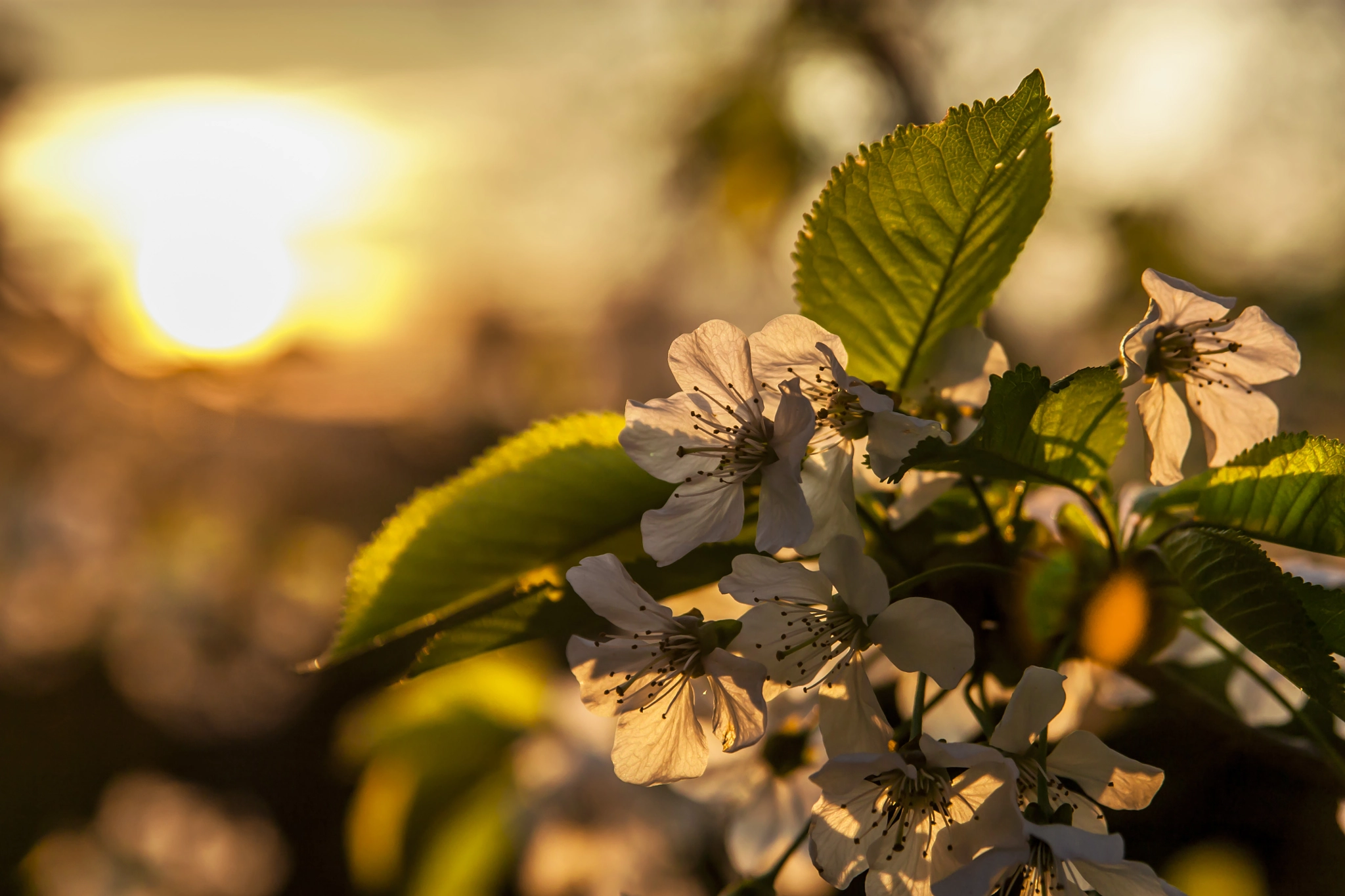 Sigma 17-70mm F2.8-4 DC Macro OS HSM sample photo. Flowers & sunset photography