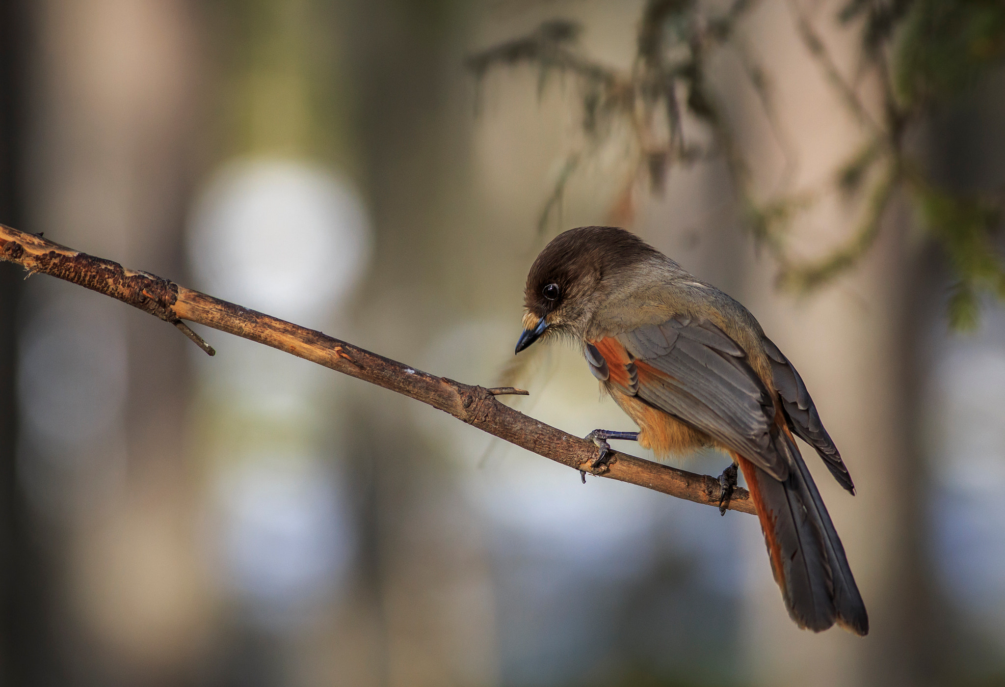 Canon EOS 6D + Canon EF 400mm F5.6L USM sample photo. Siberian jay photography