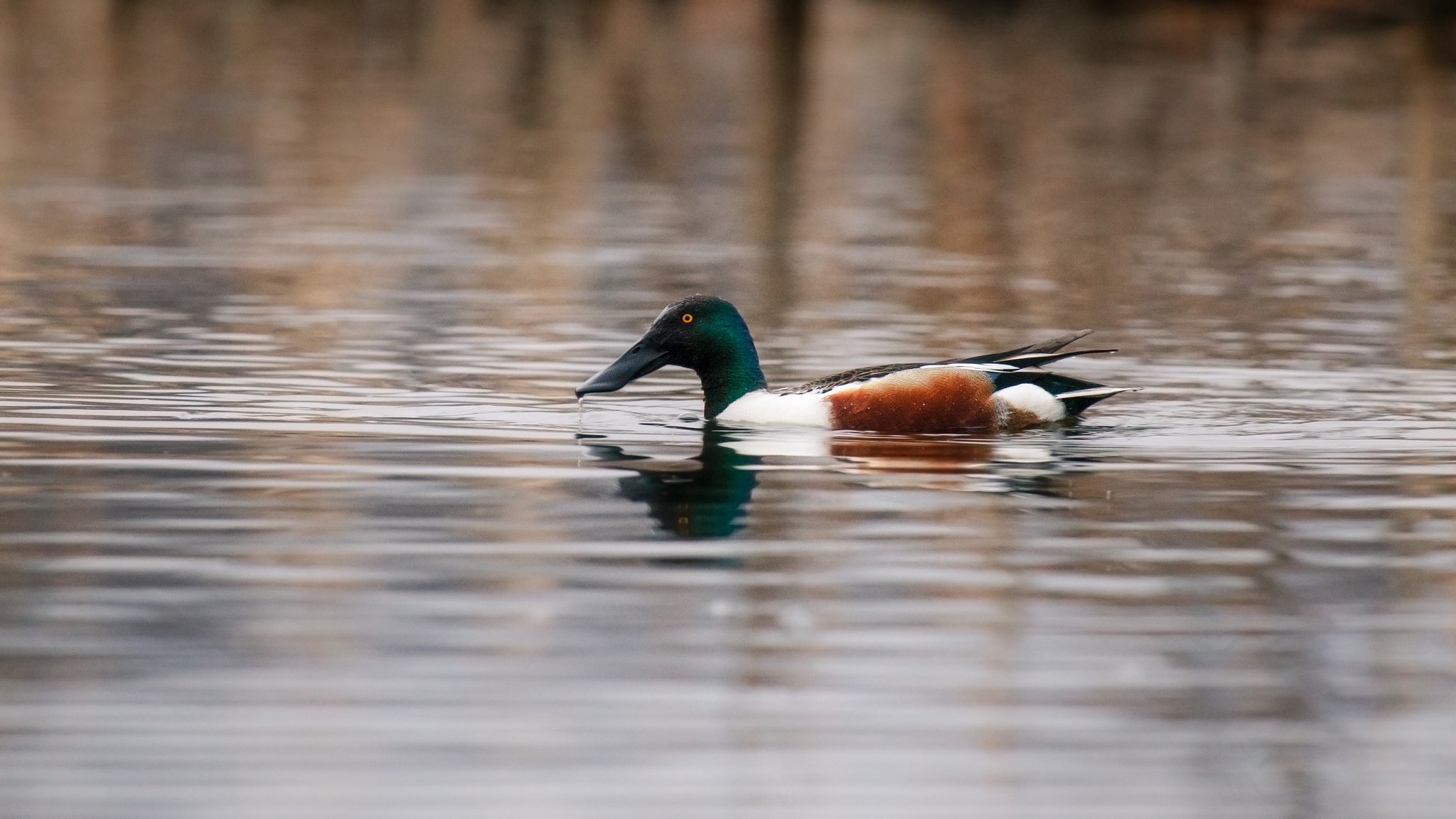 Canon EOS 6D + Canon EF 300mm f/2.8L + 2x sample photo. Northern shoveler photography