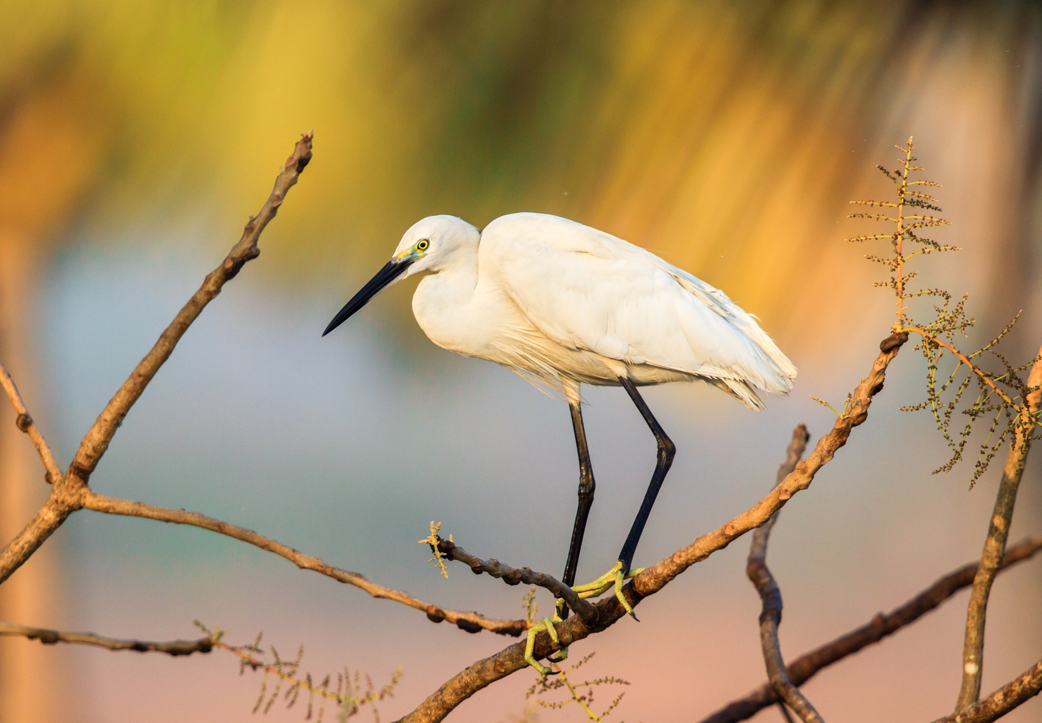 Canon EF 500mm F4L IS II USM sample photo. Little egret perched photography