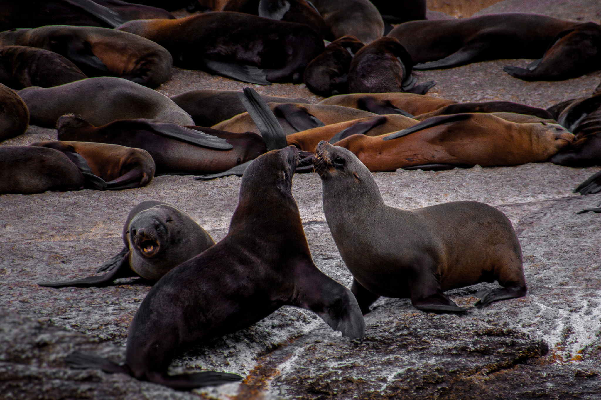 Sigma 18-250mm F3.5-6.3 DC OS HSM sample photo. Seal fight photography