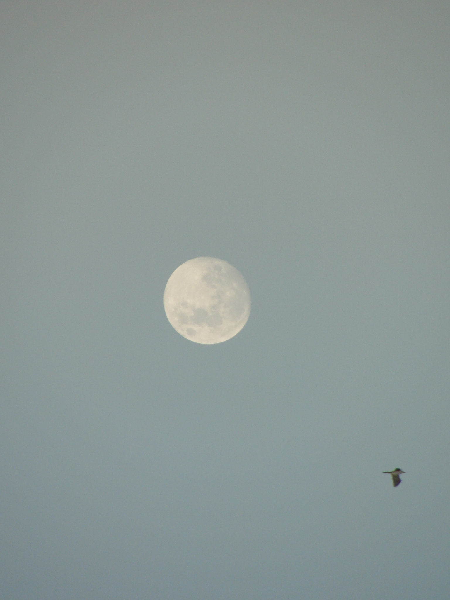 CASIO EX-FH25 sample photo. Anima photography