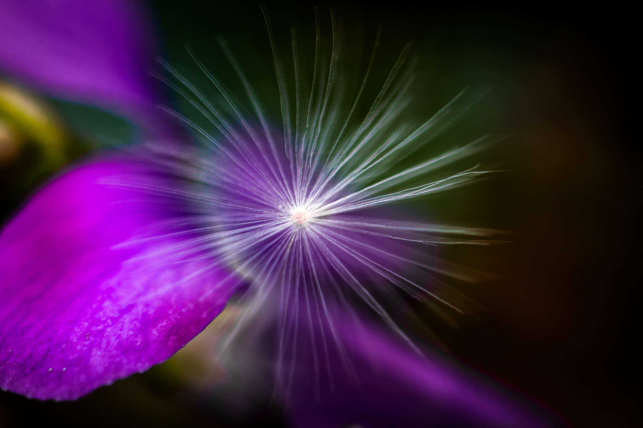 Canon EF 180mm F3.5L Macro USM sample photo. Dandelion seed photography