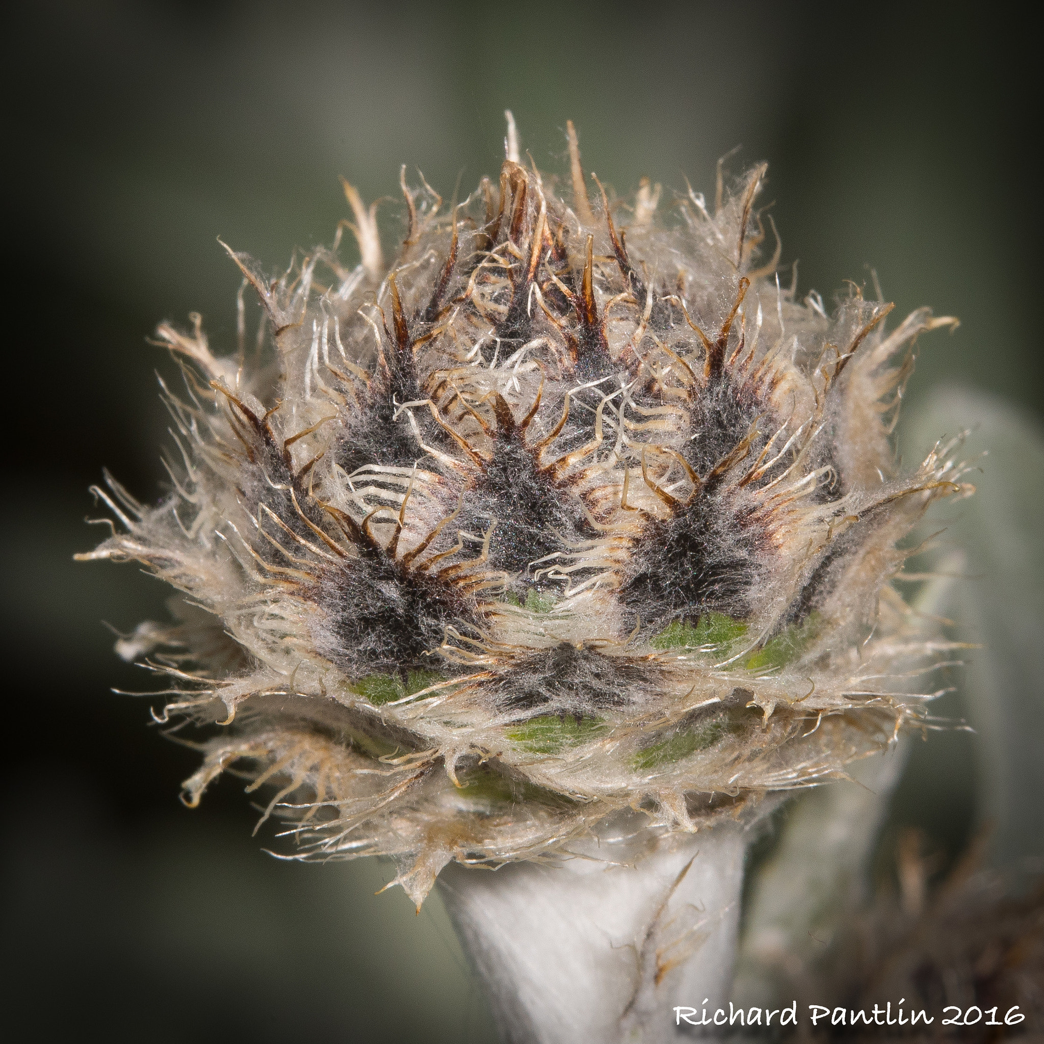 Nikon D750 + Nikon AF Micro-Nikkor 200mm F4D ED-IF sample photo. _rjp8212-52.jpg photography