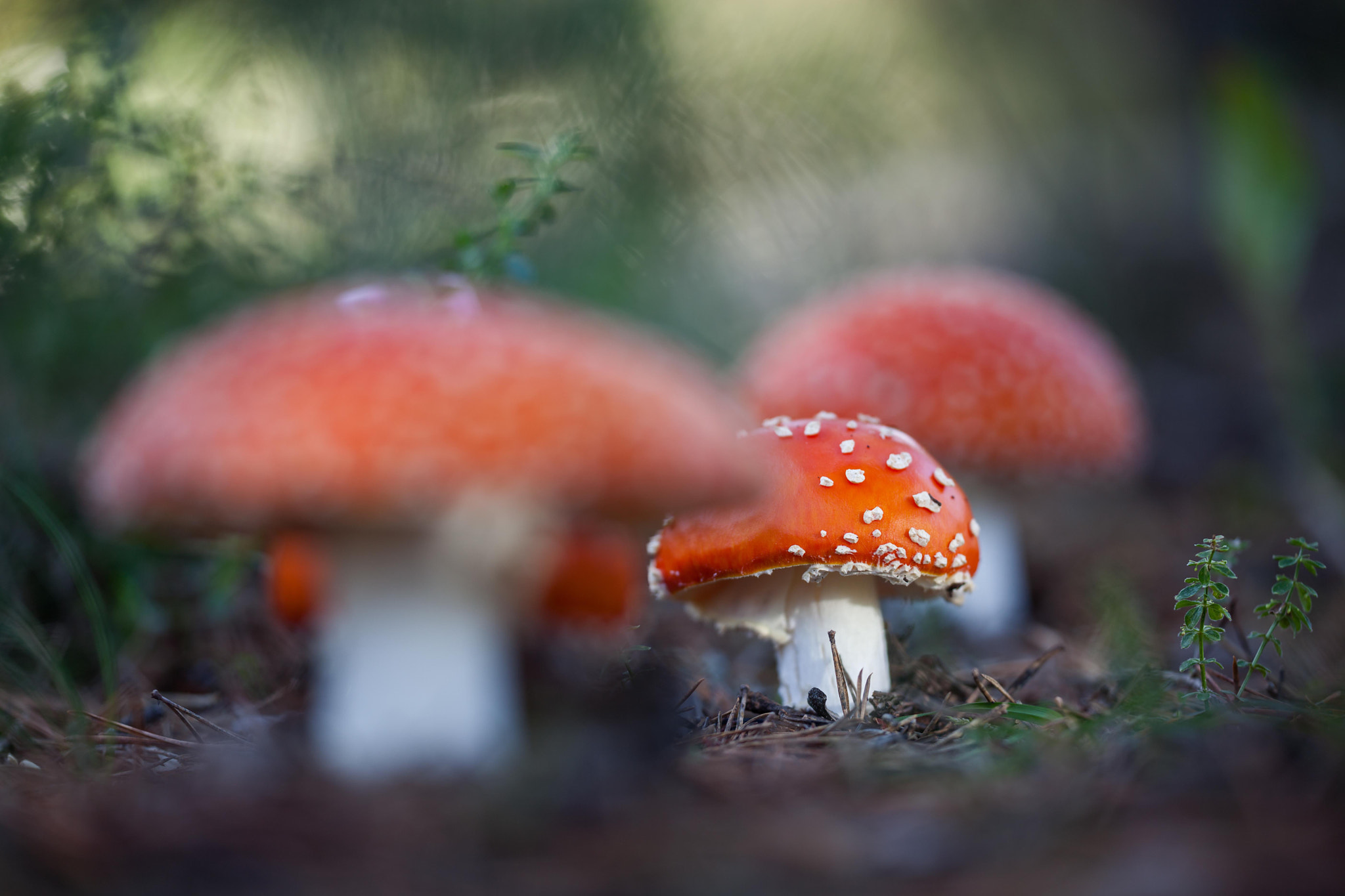Sigma 150mm f/2.8 EX DG OS HSM APO Macro sample photo. Amanita muscaria famiy photography