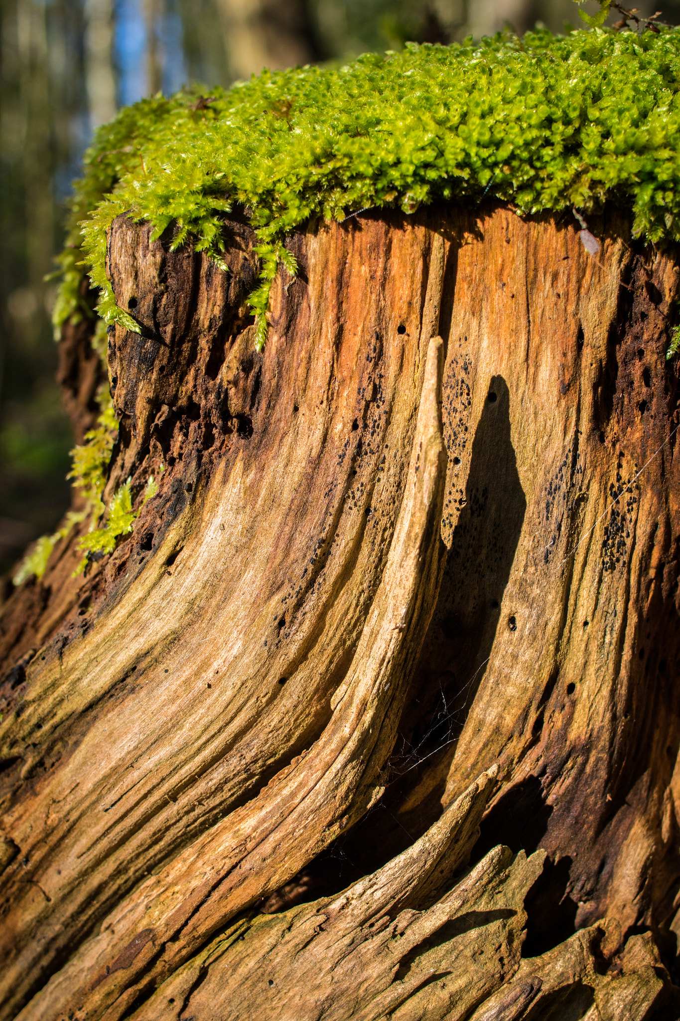 Canon EF 28mm F2.8 IS USM sample photo. . photography