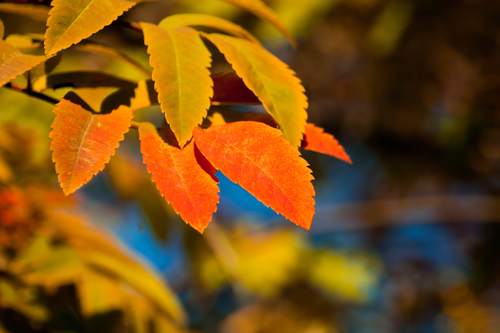 Canon EOS 1000D (EOS Digital Rebel XS / EOS Kiss F) sample photo. Golden orange rowan tree leaves in the sunlight photography