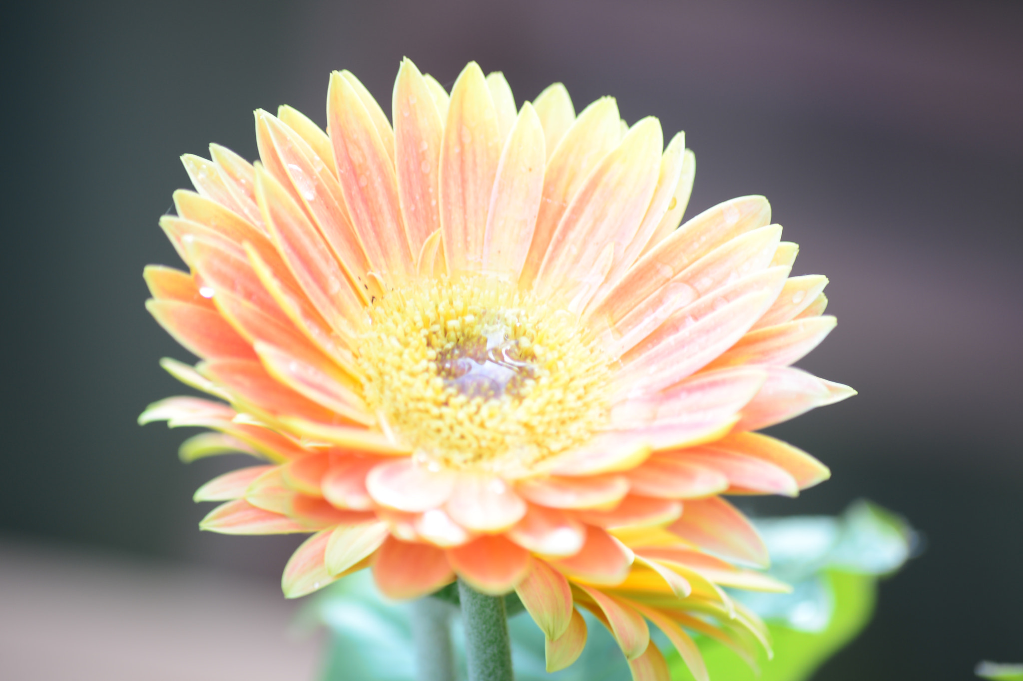 Nikon D600 sample photo. Yellow flower photography