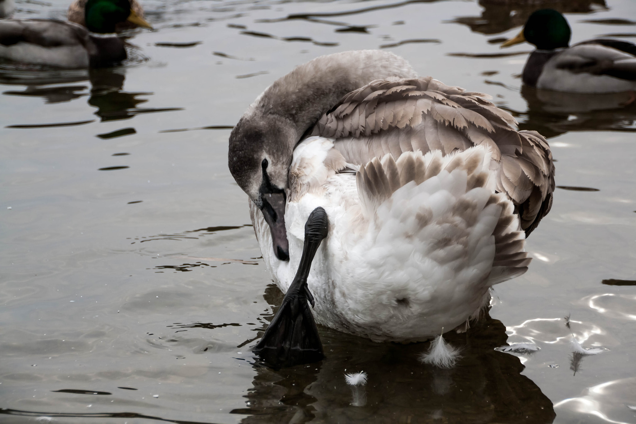 Canon EOS 1000D (EOS Digital Rebel XS / EOS Kiss F) sample photo. Young gray swan on a blue lake photography