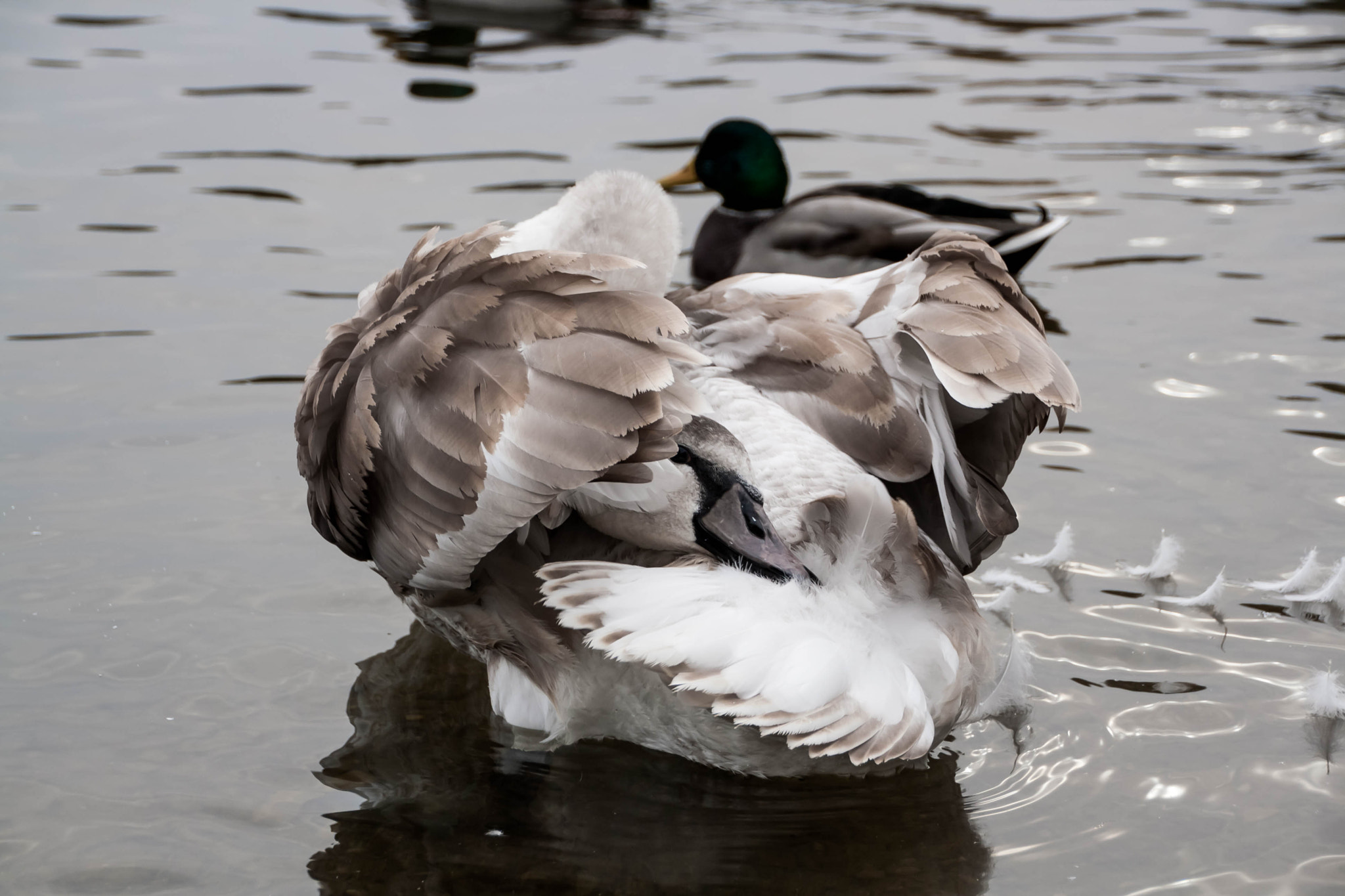 Canon EOS 1000D (EOS Digital Rebel XS / EOS Kiss F) sample photo. Young gray swan on a blue lake photography