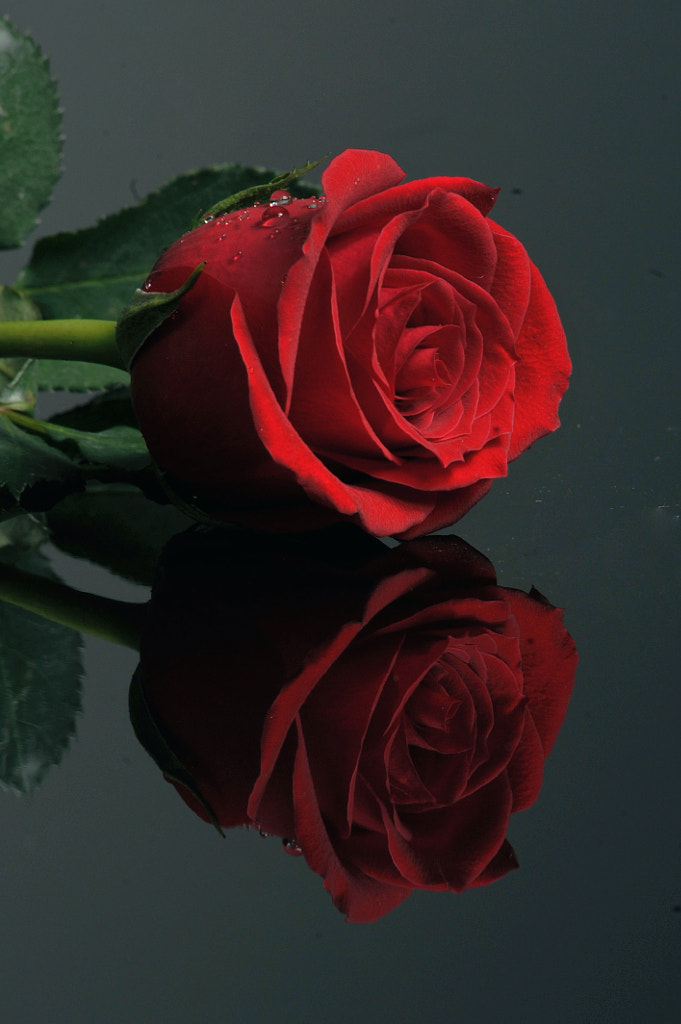 Dark Red Rose by Cristobal Garciaferro / 500px