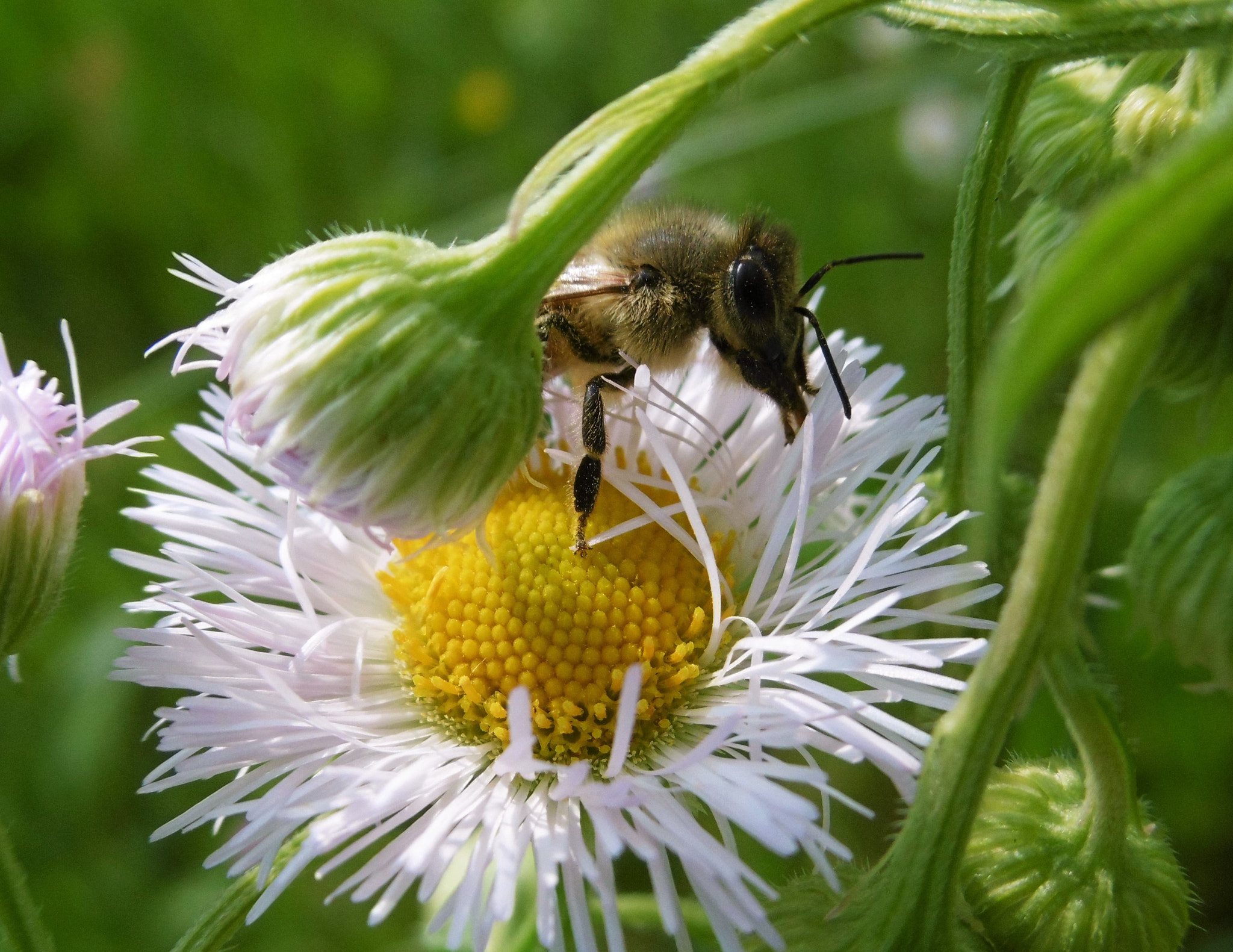 Panasonic DMC-SZ8 sample photo. Bee at work photography