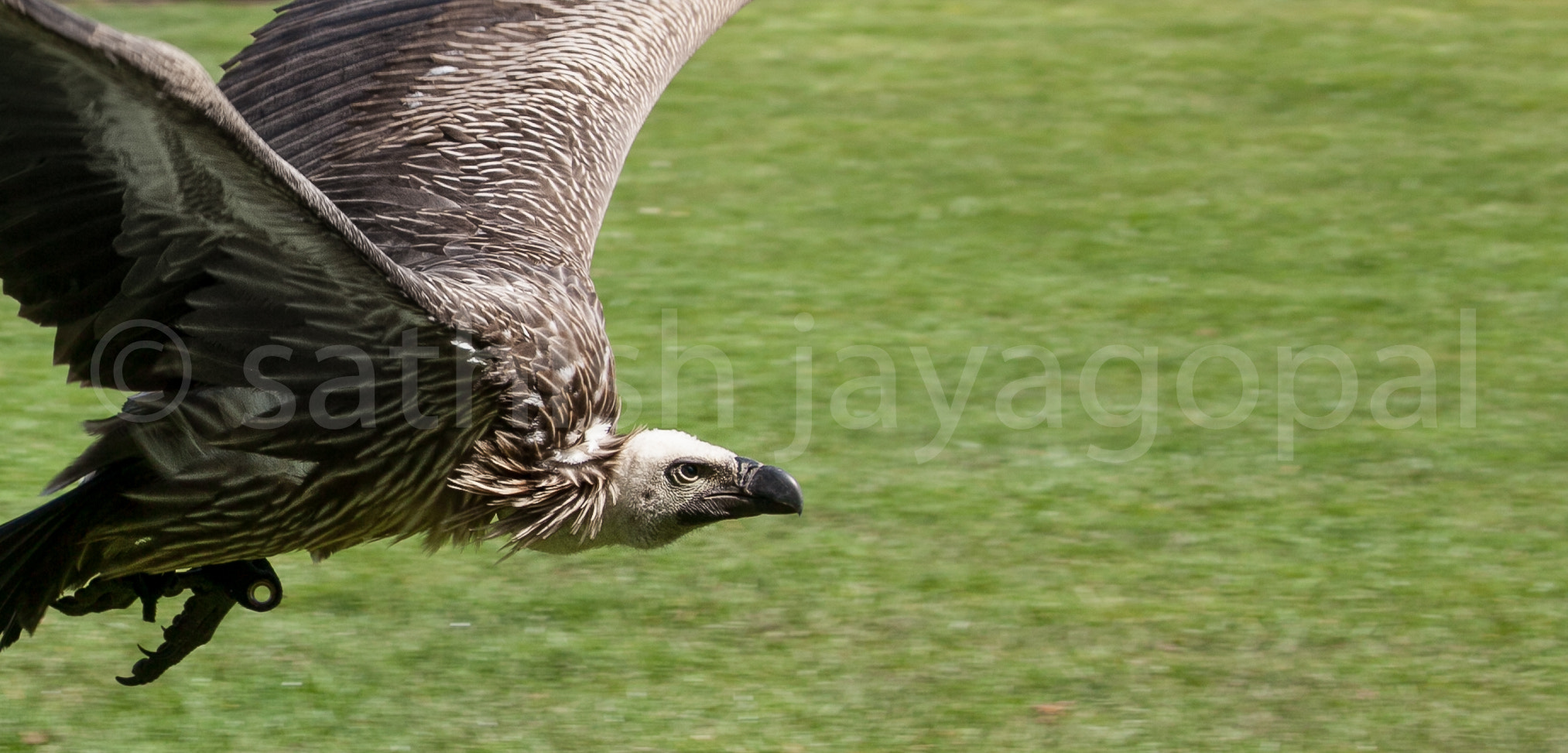 Canon EF 100-400mm F4.5-5.6L IS II USM sample photo. Vulture photography
