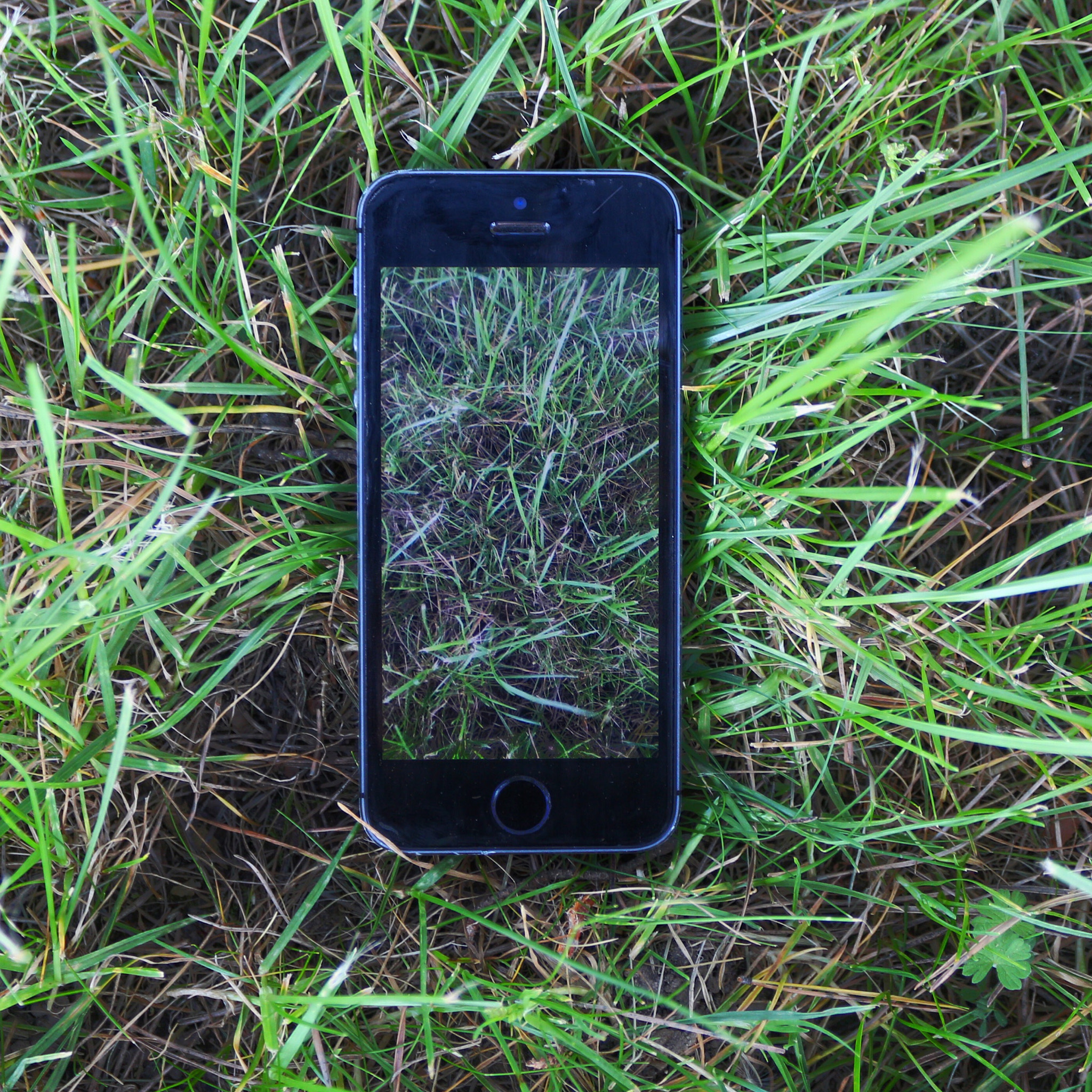 Canon EF-S 18-55mm F3.5-5.6 III sample photo. Something in grass photography