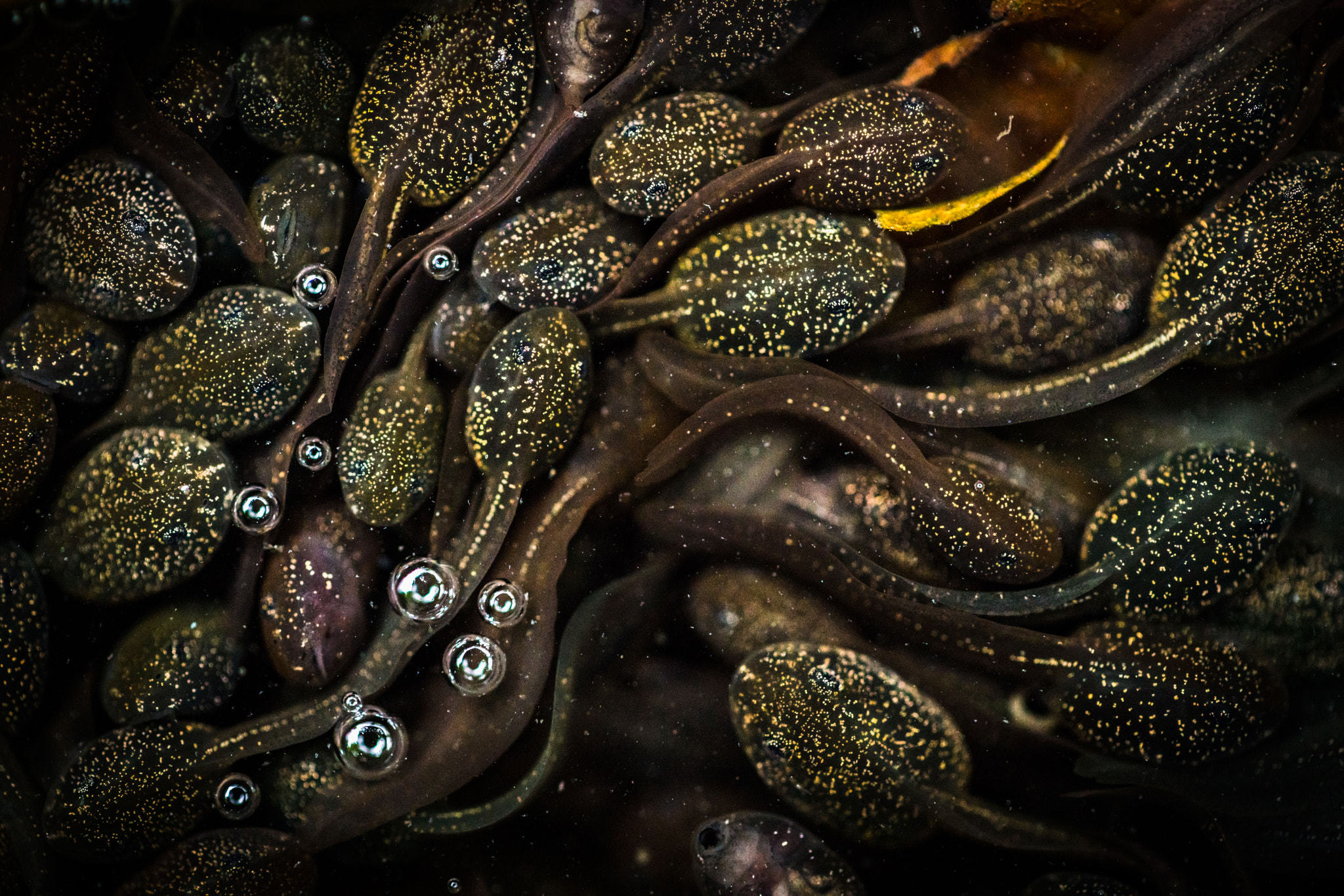 Sony a7R II + Canon EF 100mm F2.8L Macro IS USM sample photo. Tadpoles photography