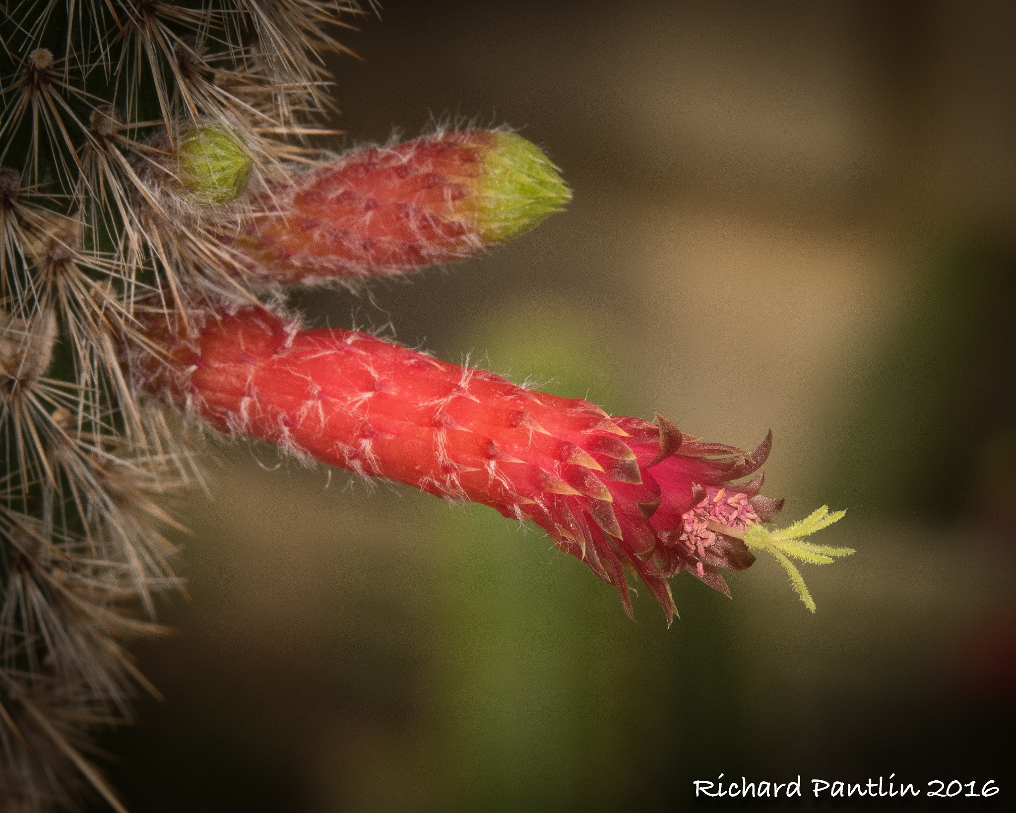 Nikon D750 + Nikon AF Micro-Nikkor 200mm F4D ED-IF sample photo. _rjp8292-88.jpg photography
