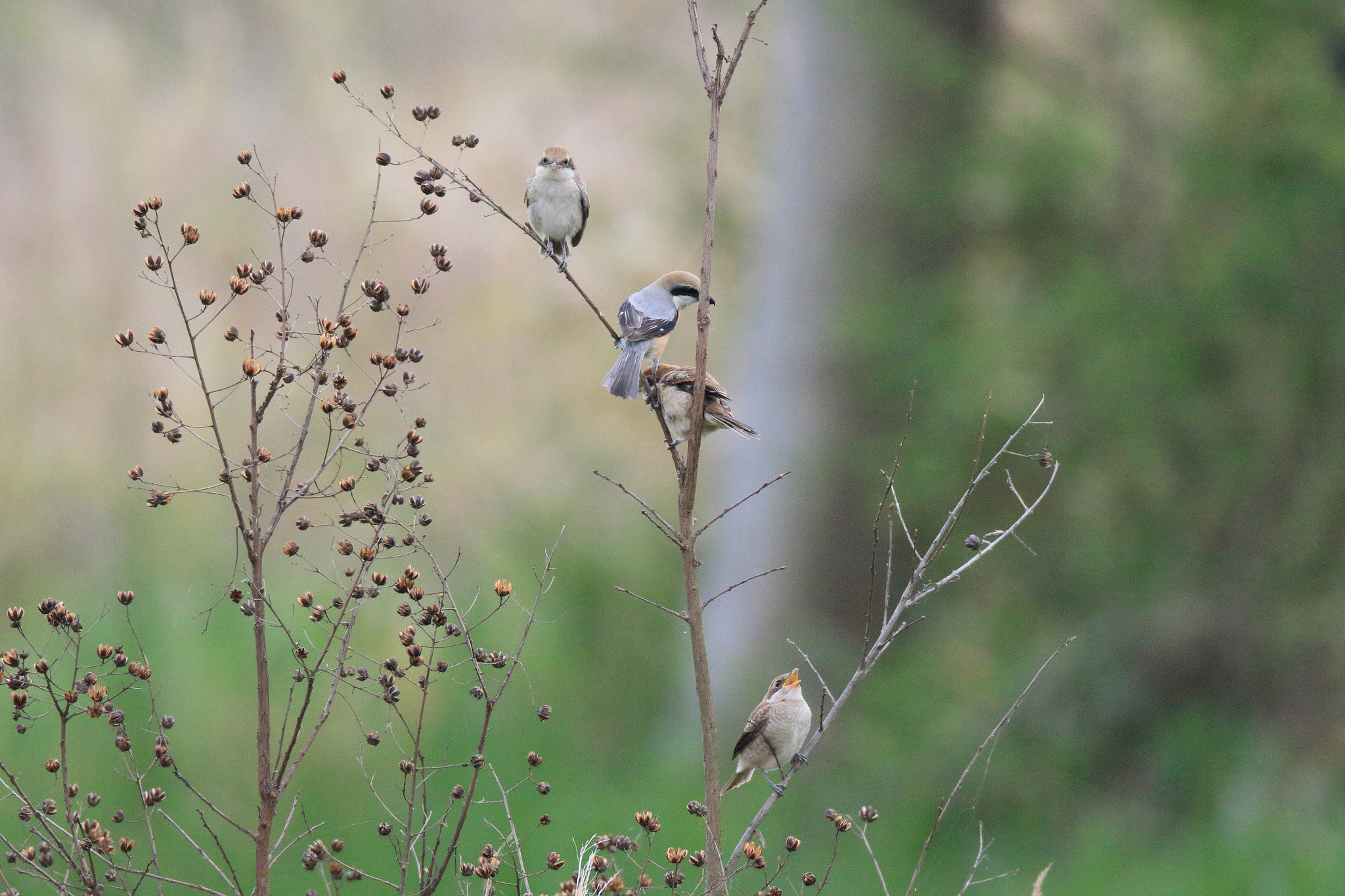 Canon EF 800mm F5.6L IS USM sample photo. モズ   親子− photography
