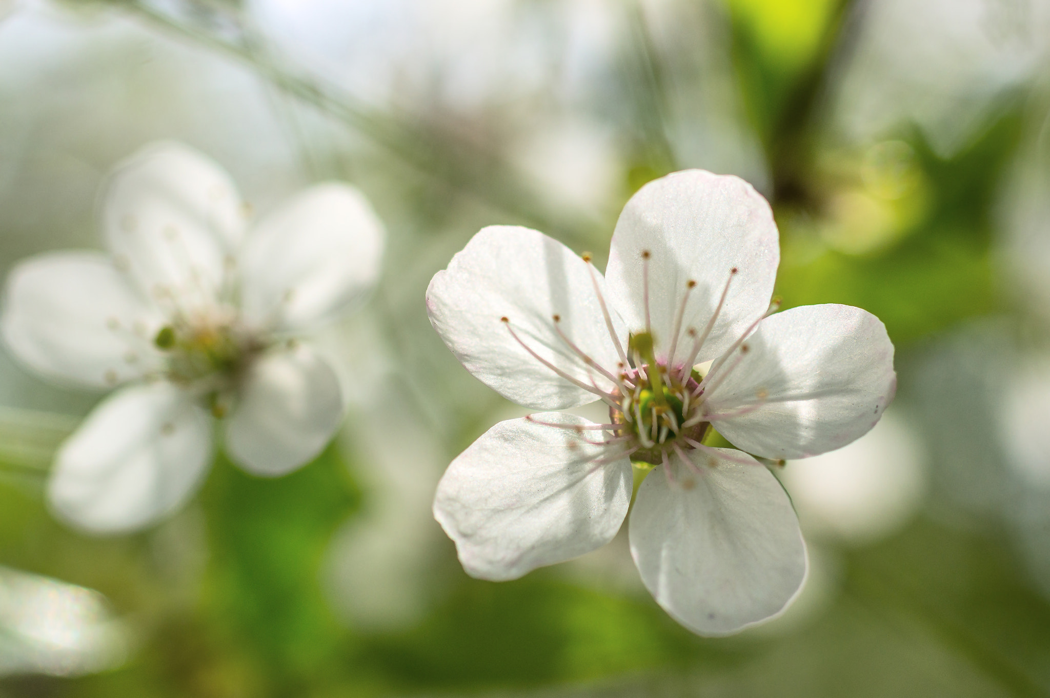 Sigma 30mm F1.4 EX DC HSM sample photo. Flowering cherry tree branch 11 photography