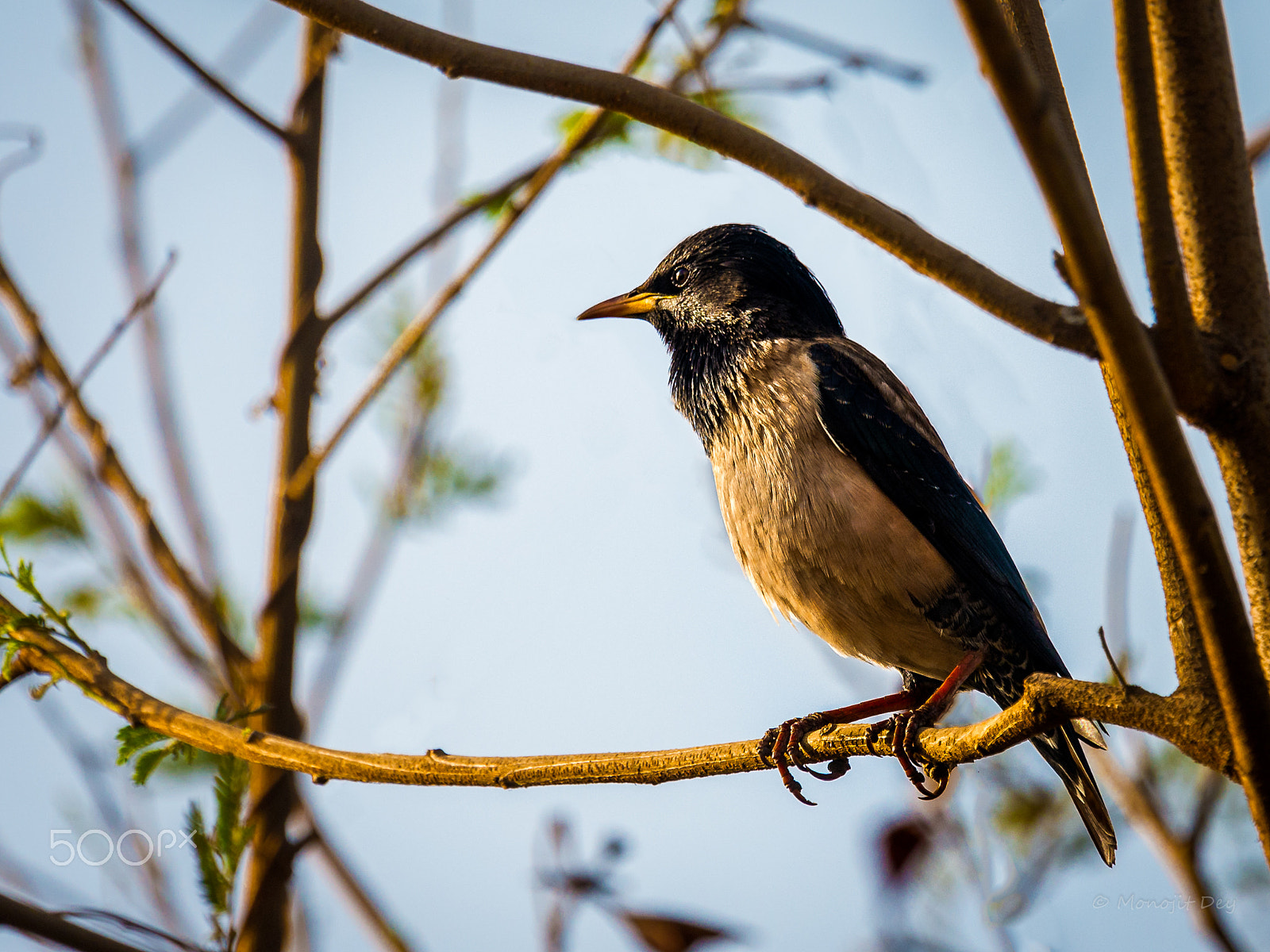 Nikon Nikkor AF-S 300mm F4E PF ED VR sample photo. Rosy starling photography